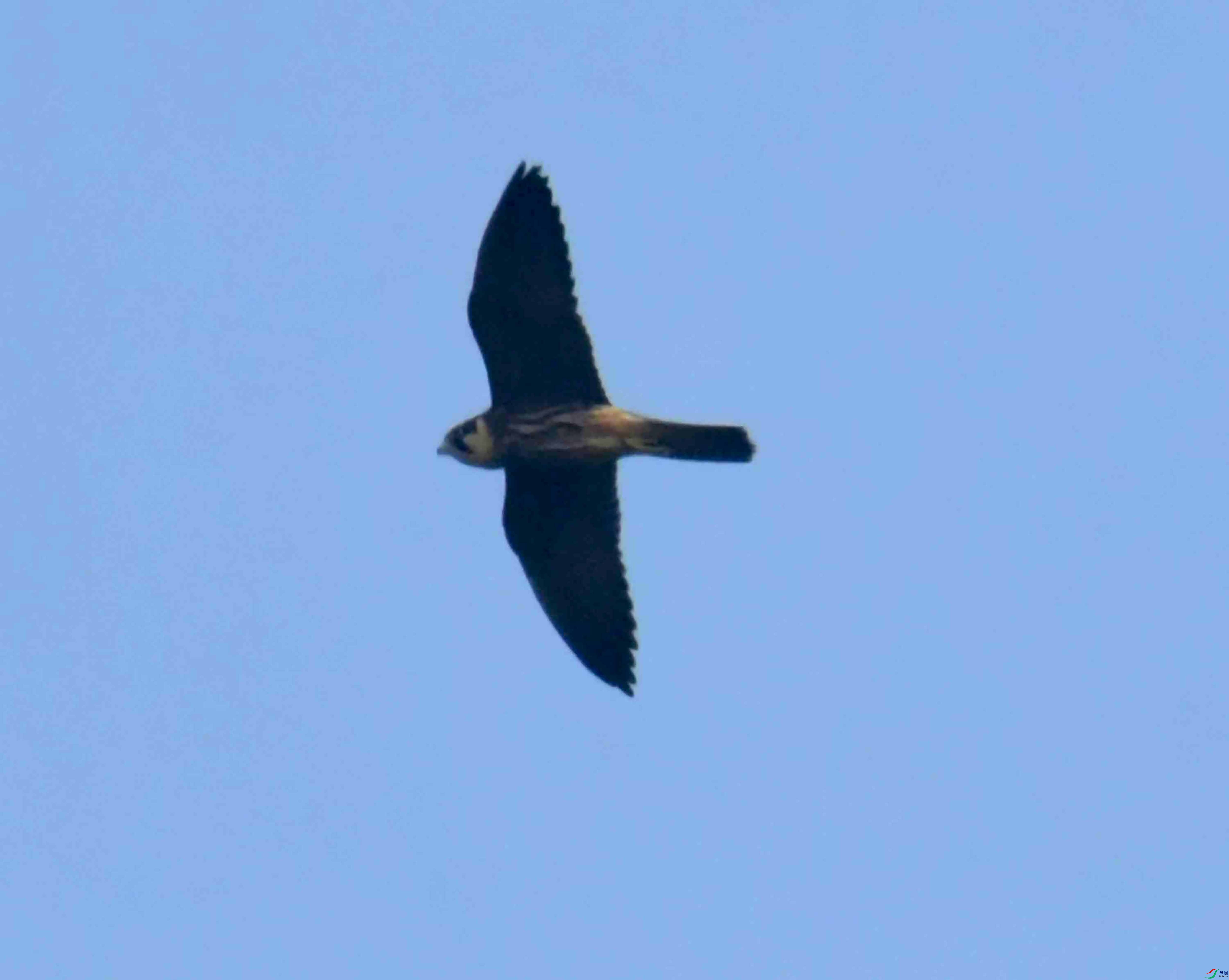 DSC_6868.JPG