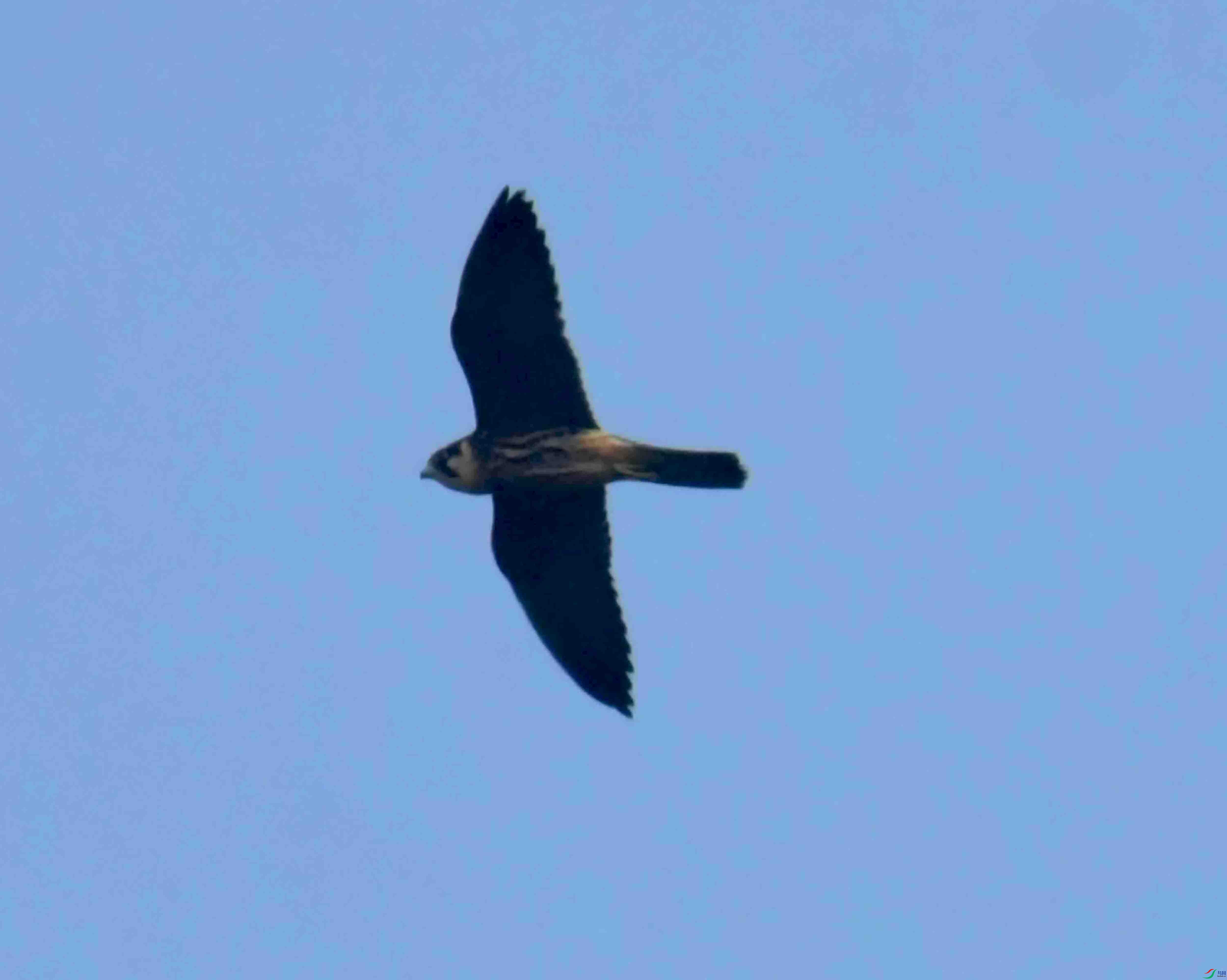 DSC_6869.JPG