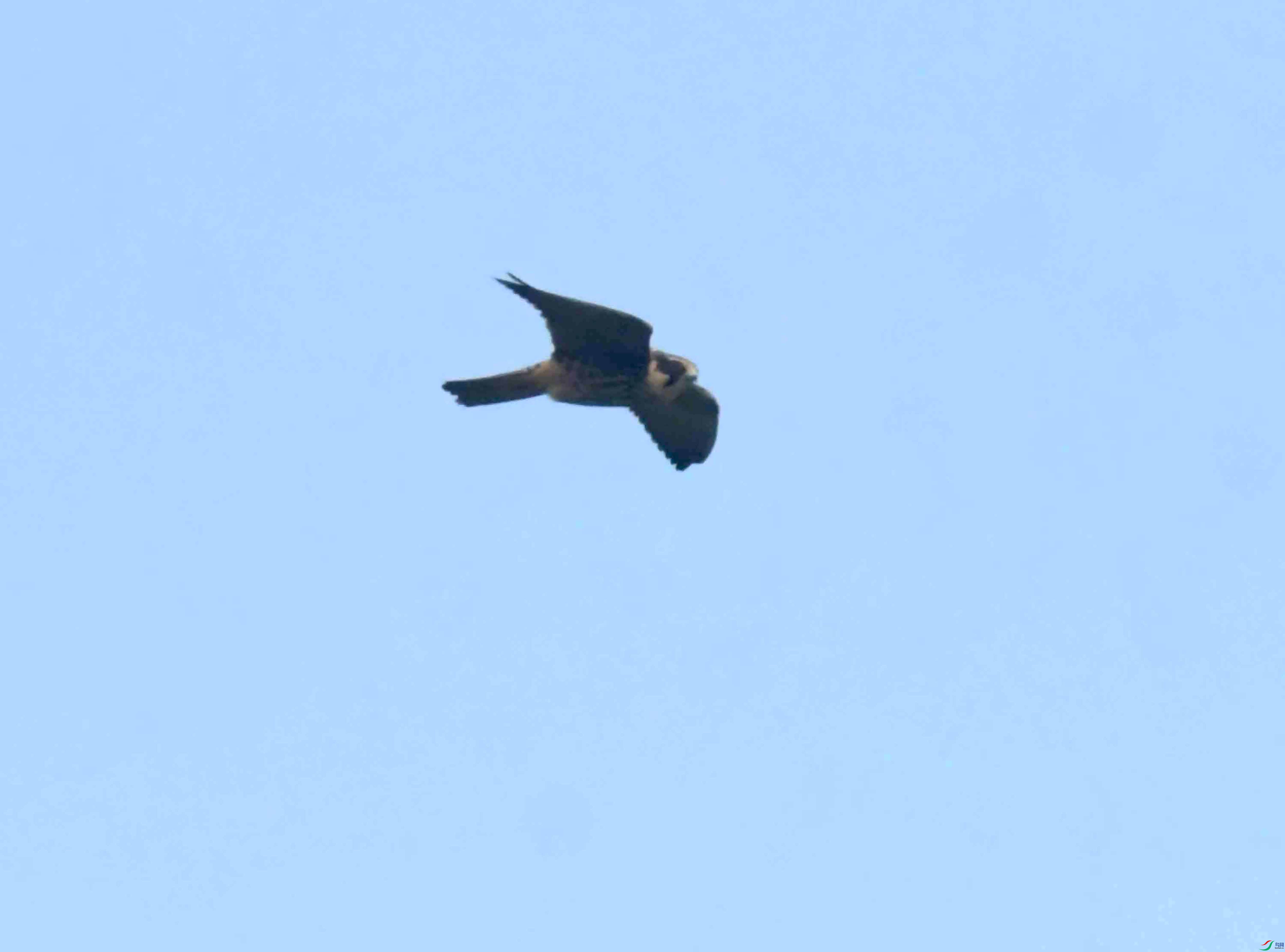 DSC_6871.JPG