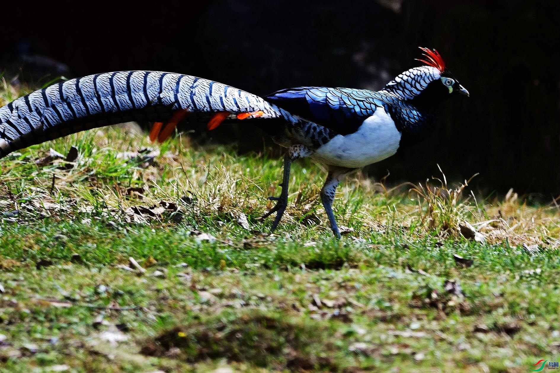 DSC_7495_����.jpg