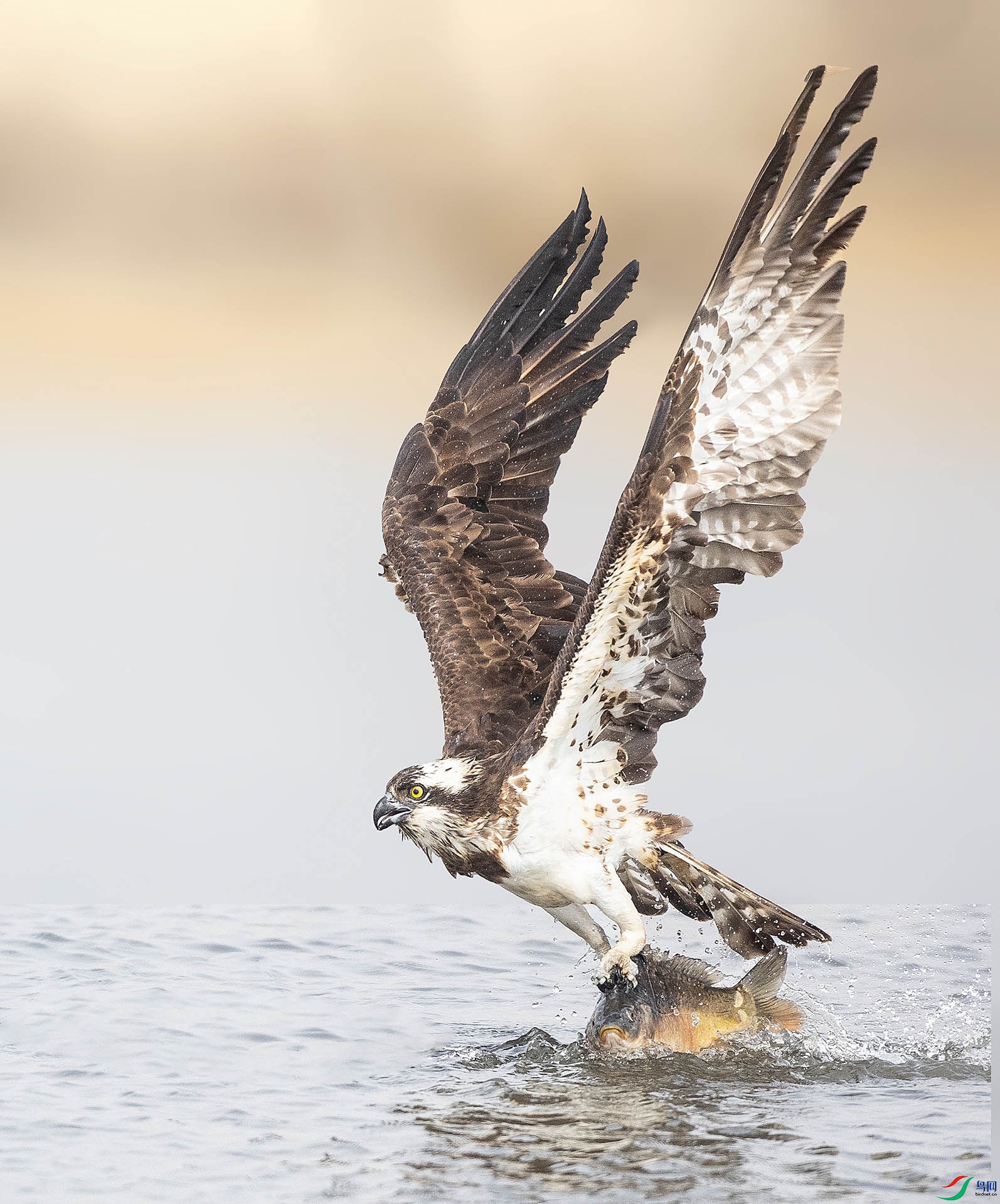 019A44873 ����.jpg