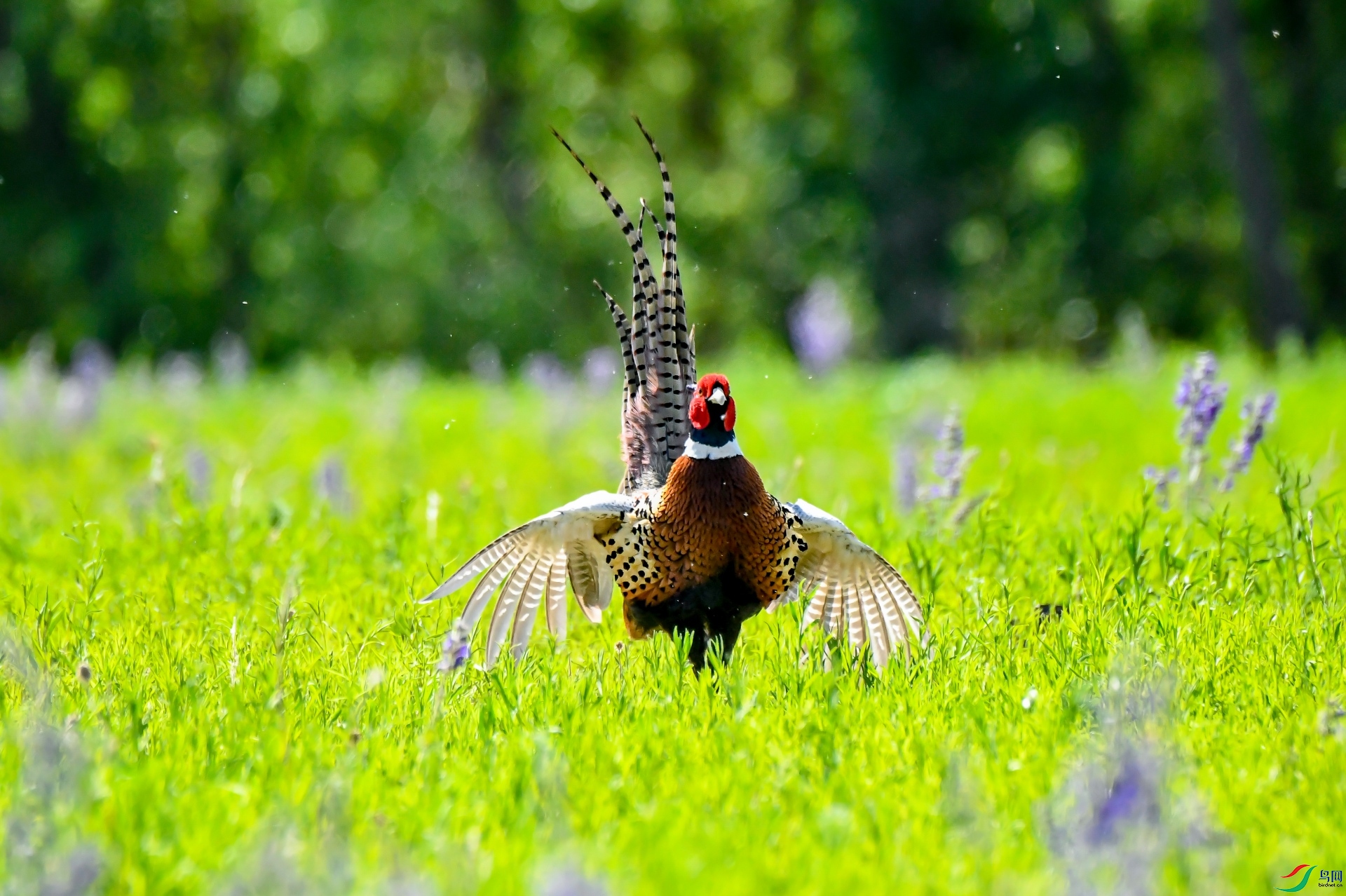 ���Գ���