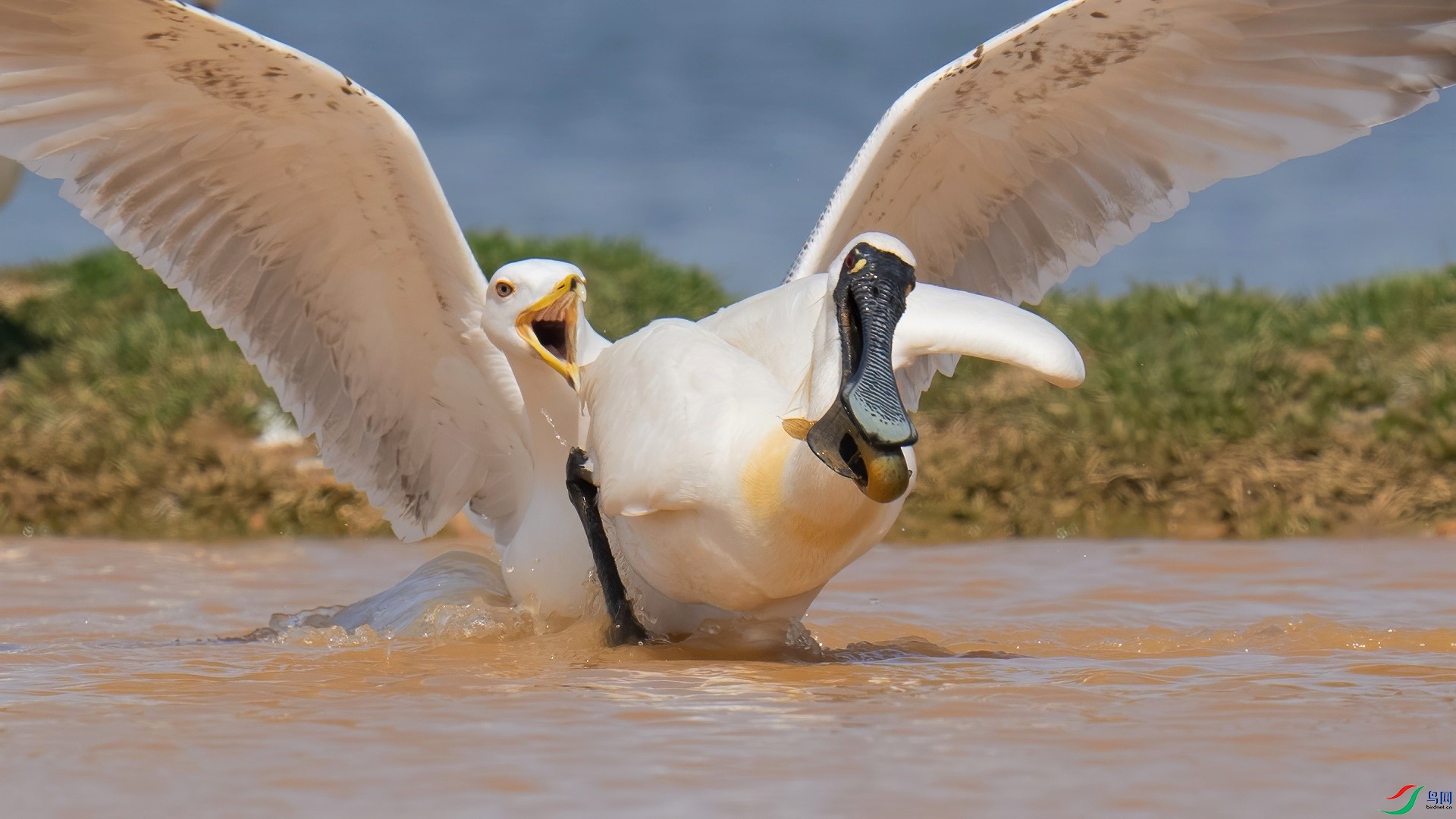 DSC02229-denoise-denoise (2).jpg