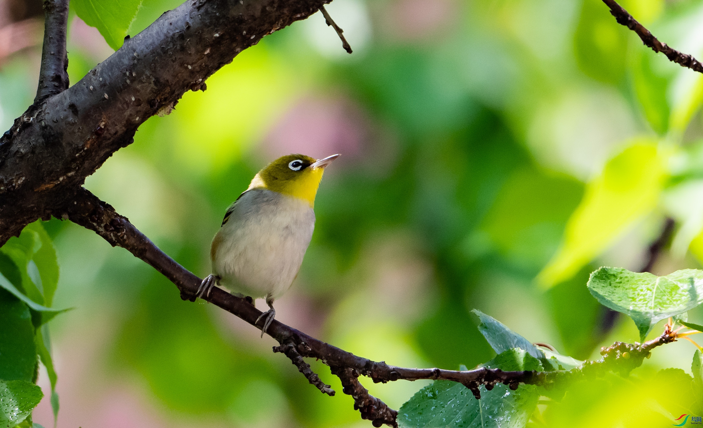 ��в������