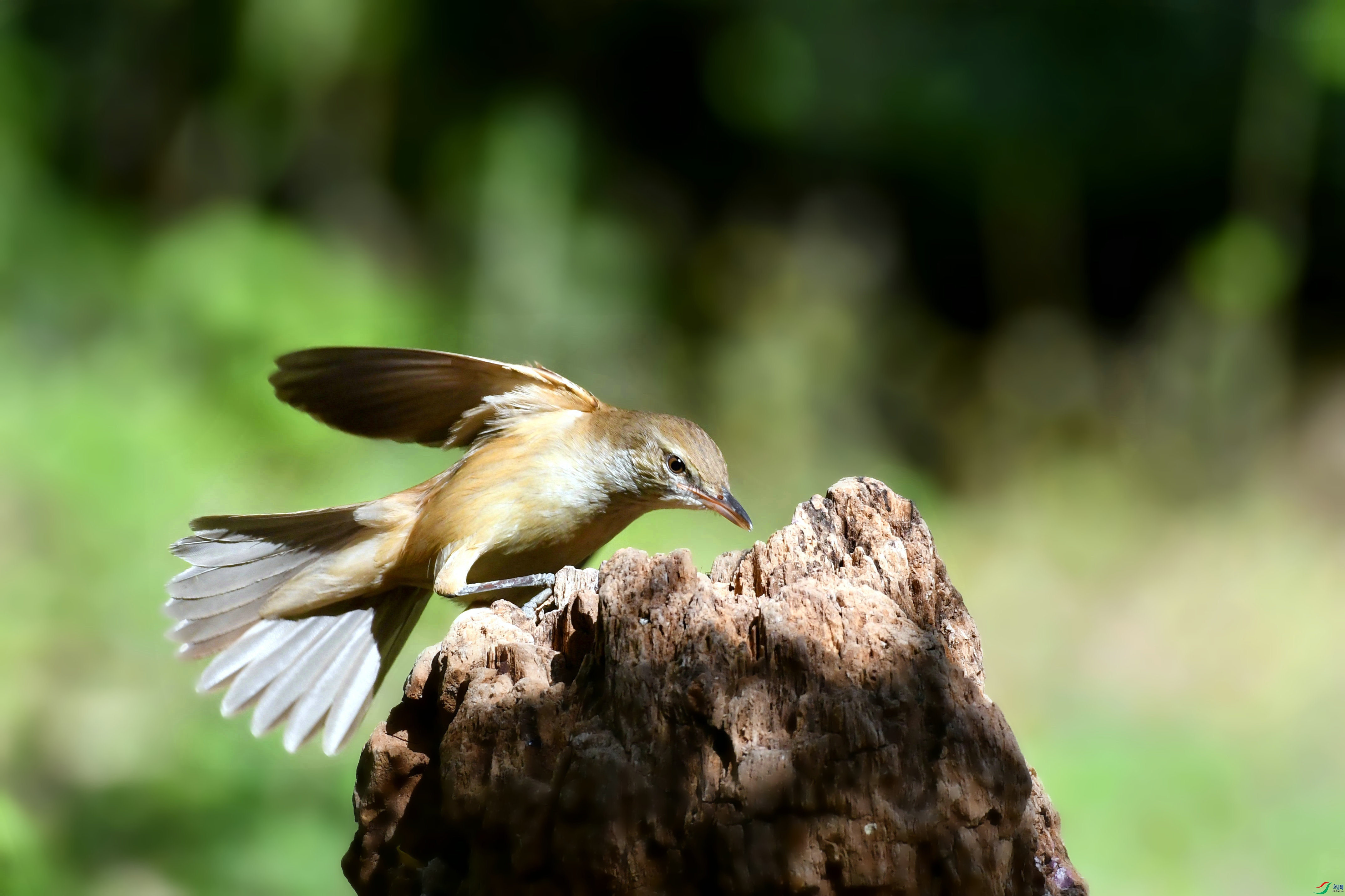 DSC_9781.JPG