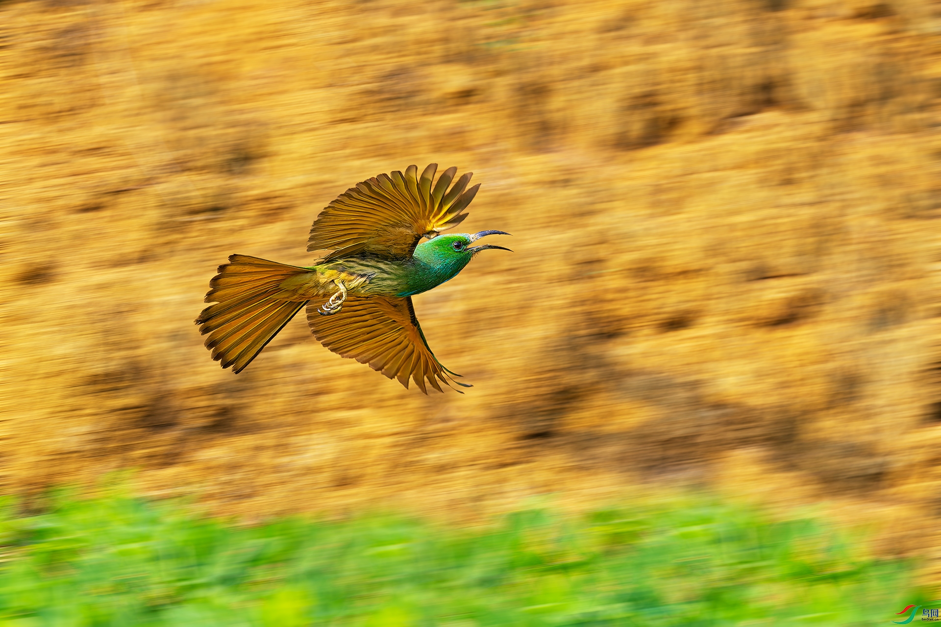 _DSC7870-NEF_DxO_DeepPRIME.jpg