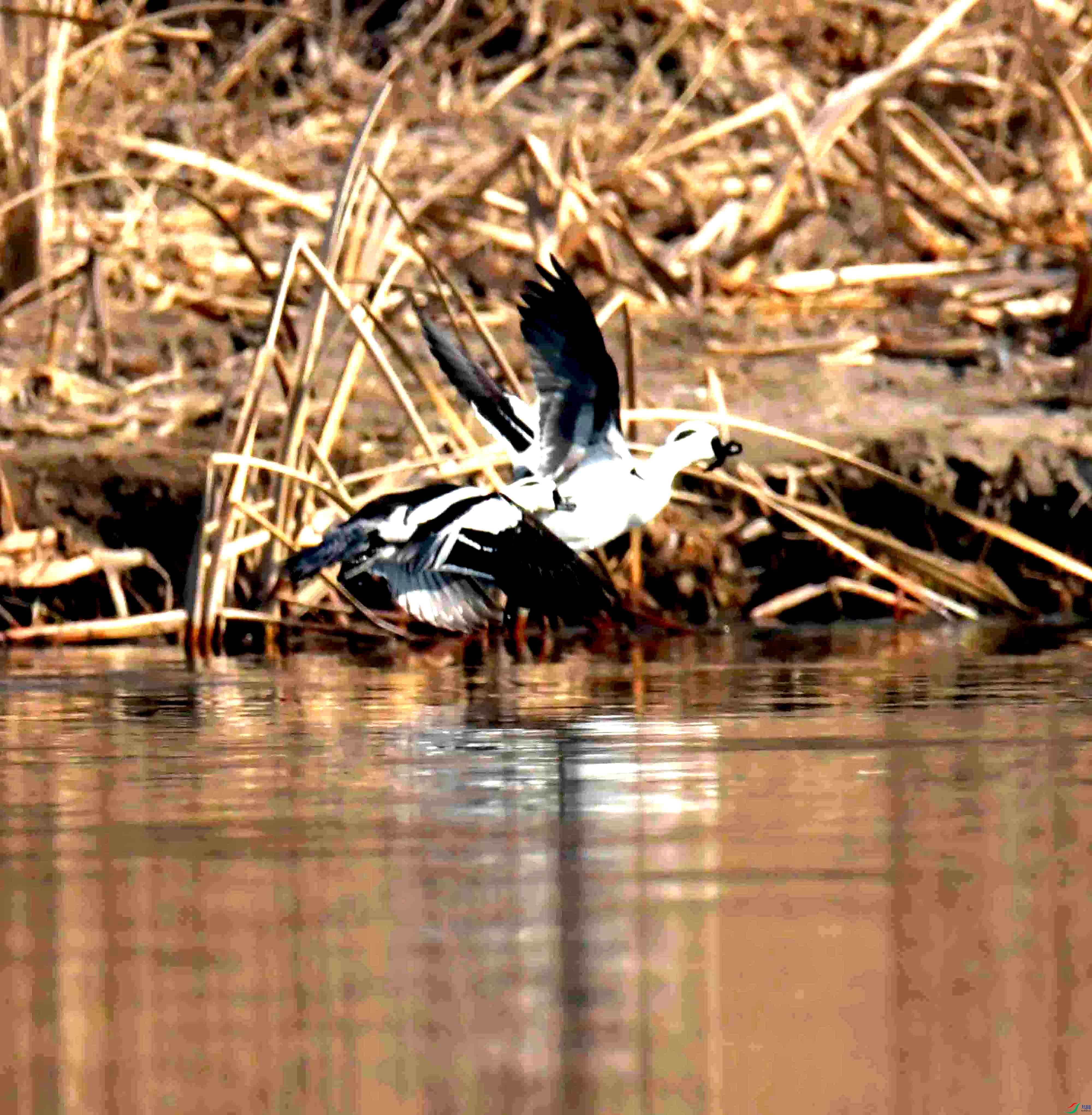 DSC_3138.JPG