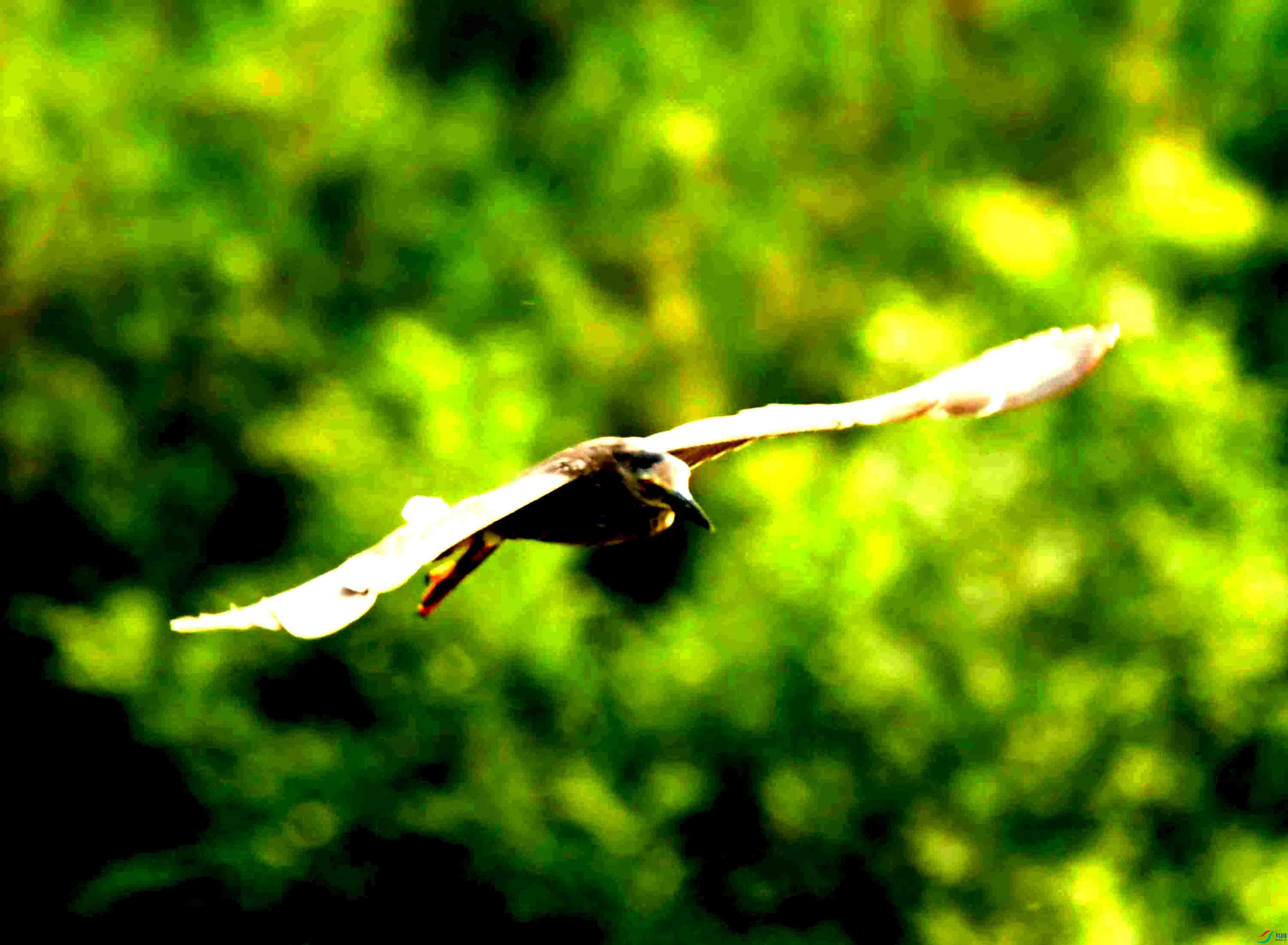 Copy2_DSC_9110.JPG
