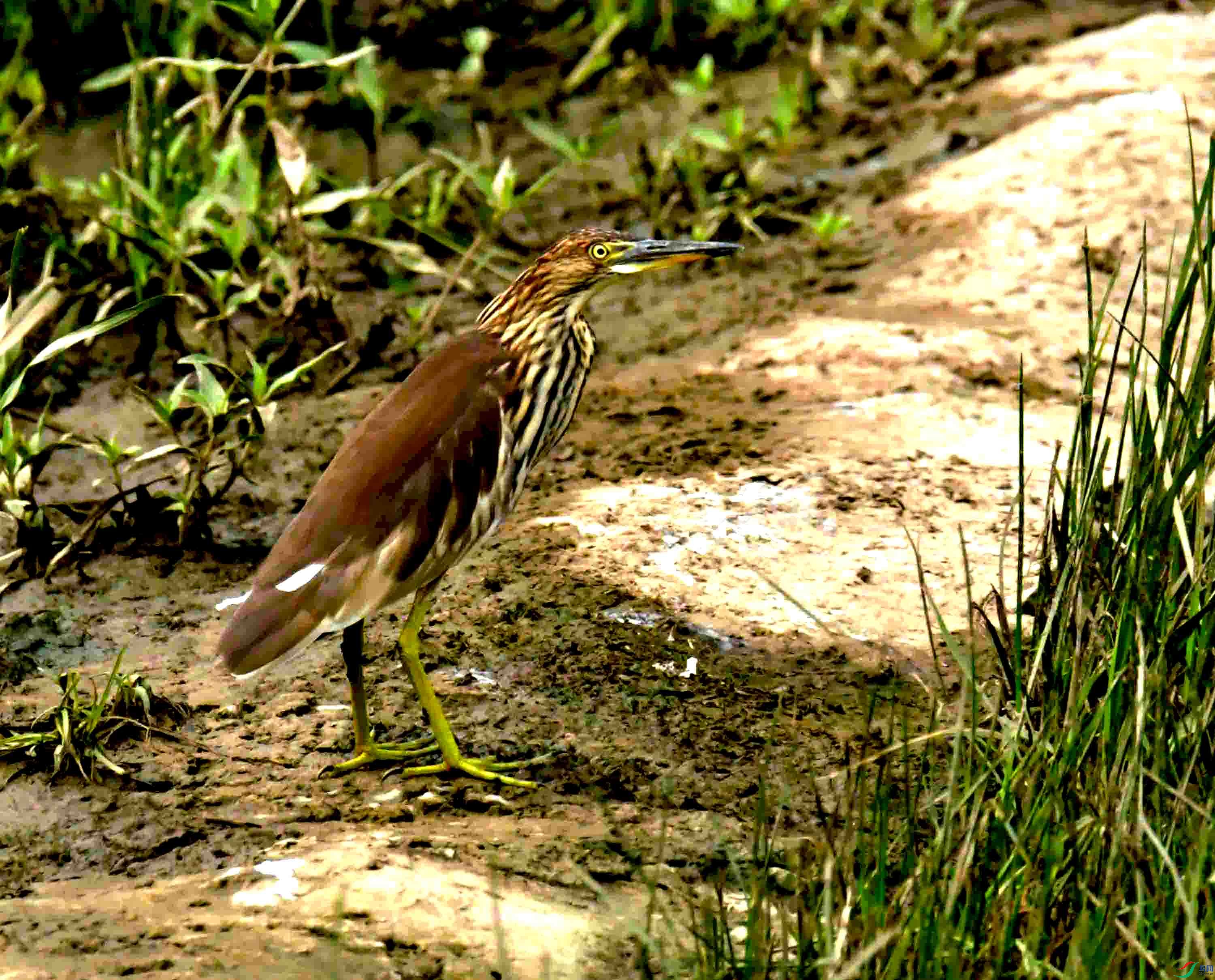 DSC_0060.JPG