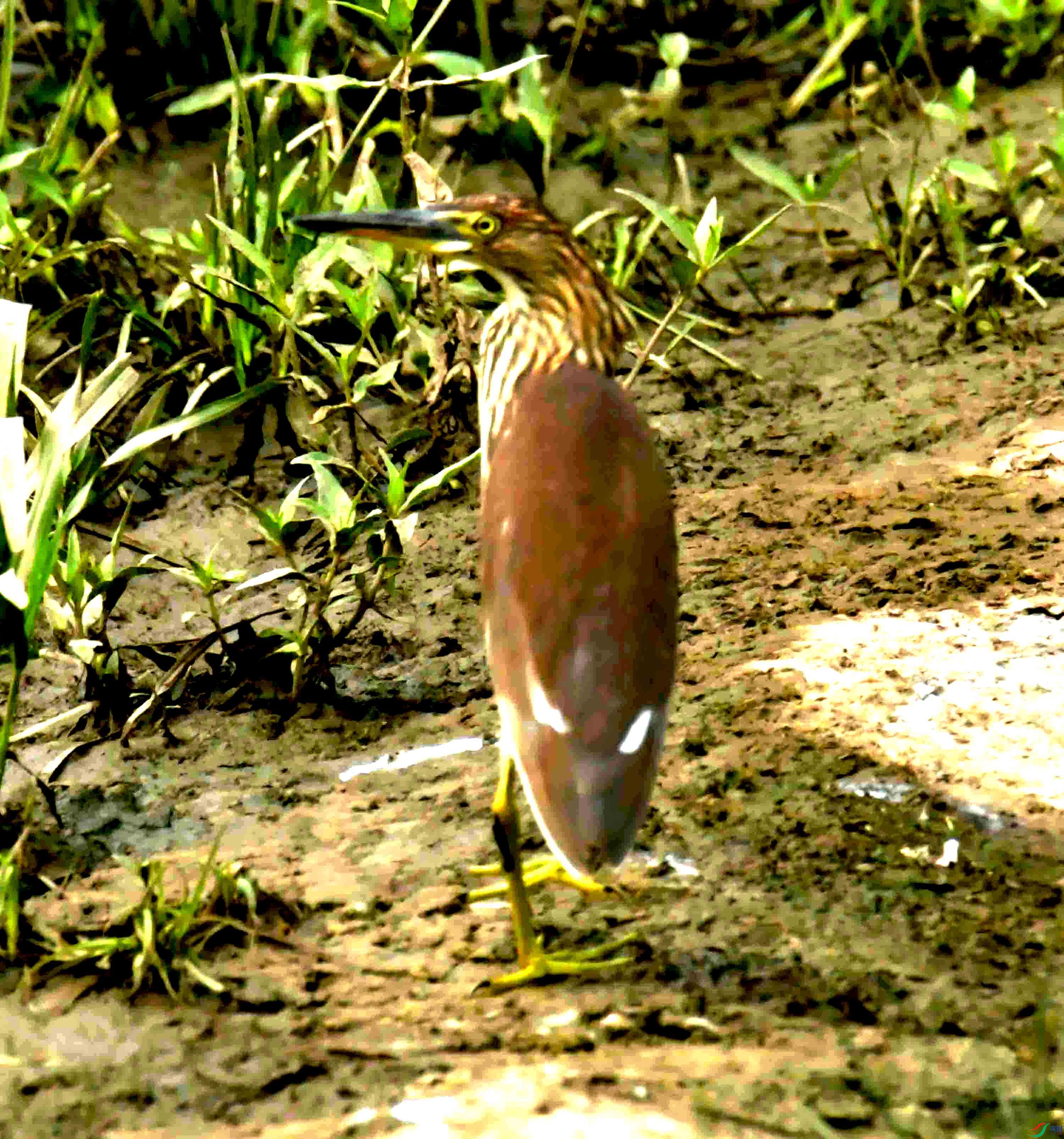 DSC_0062.JPG