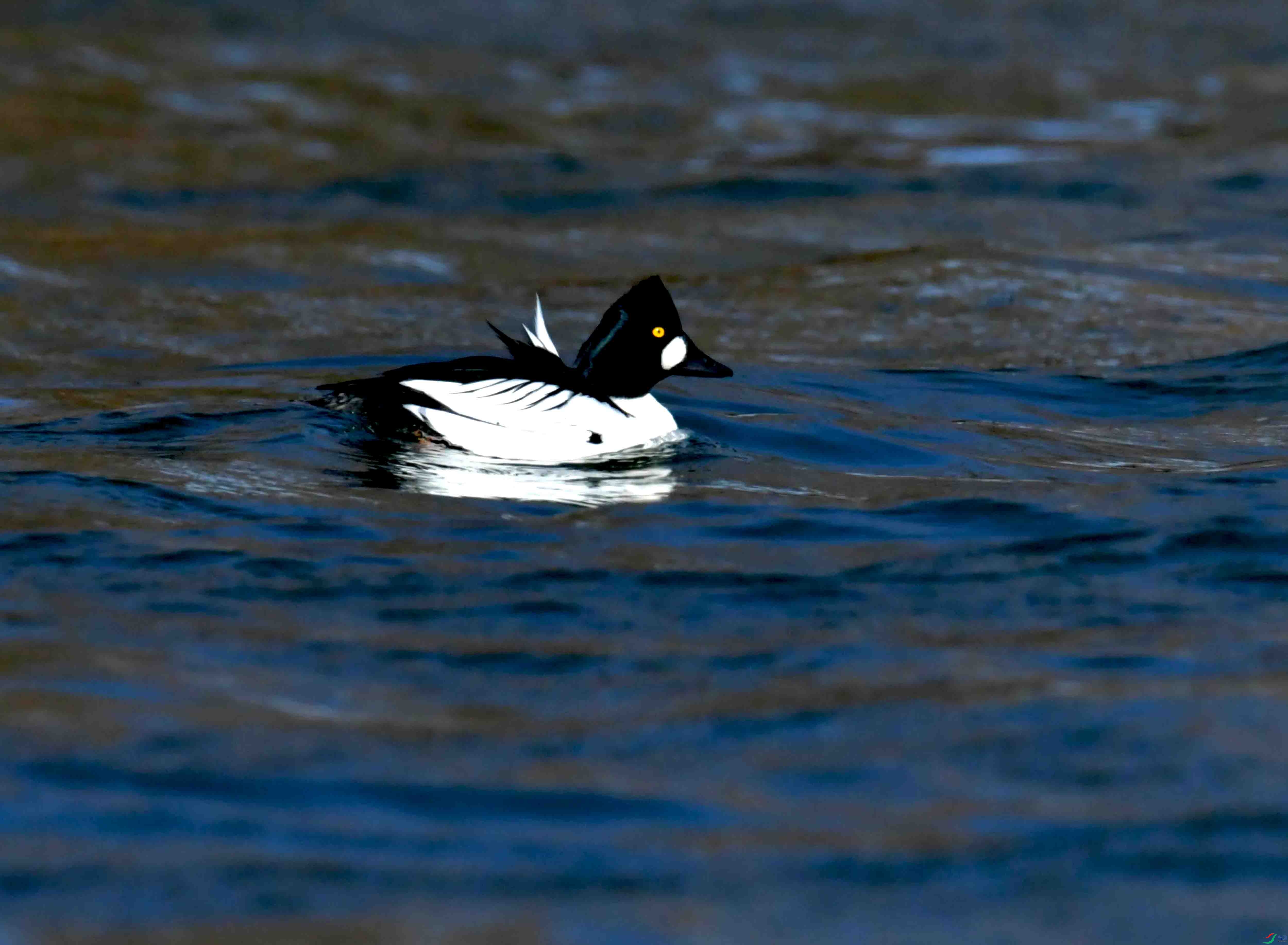 DSC_0334.JPG