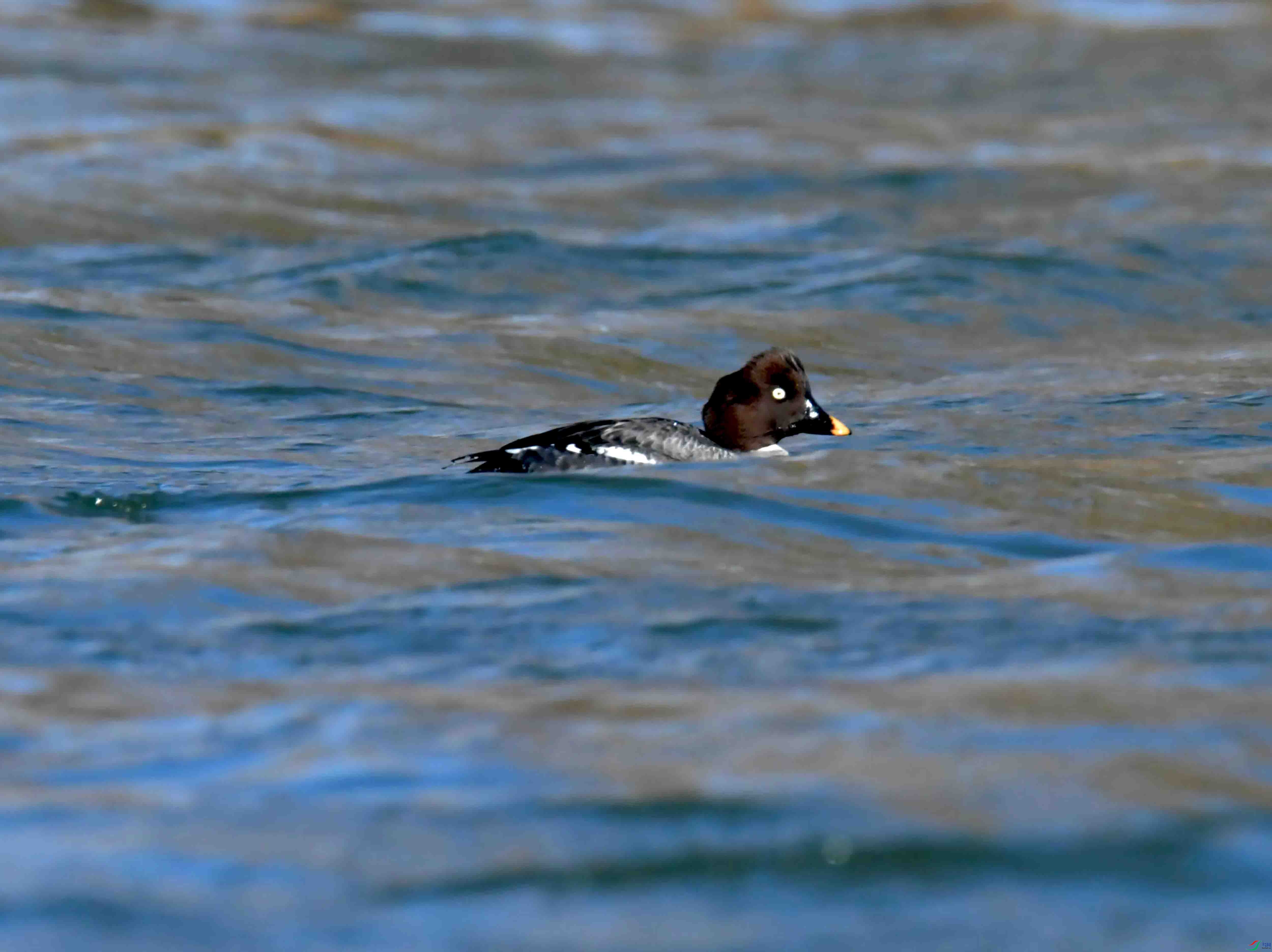 DSC_0336.JPG