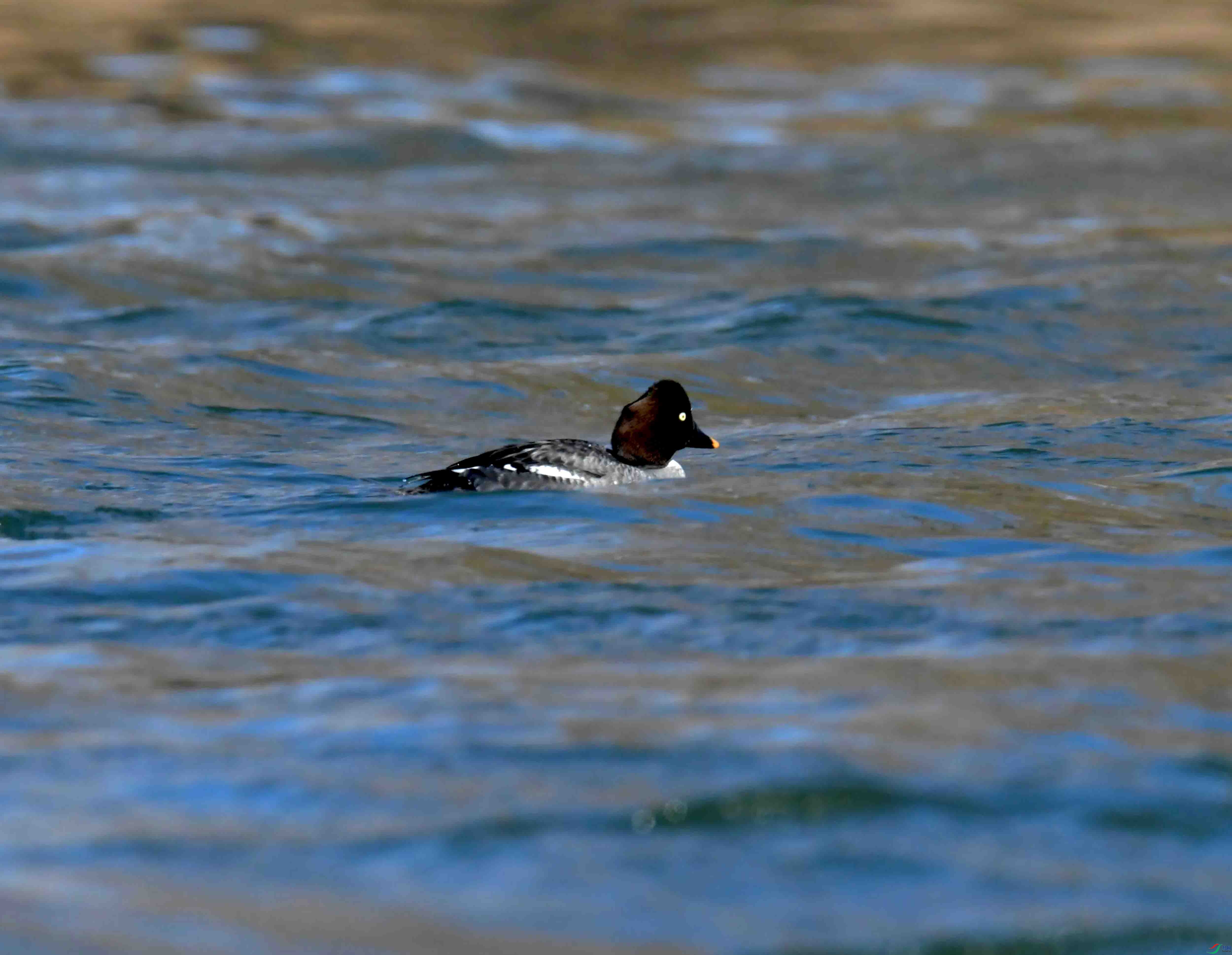 DSC_0337.JPG