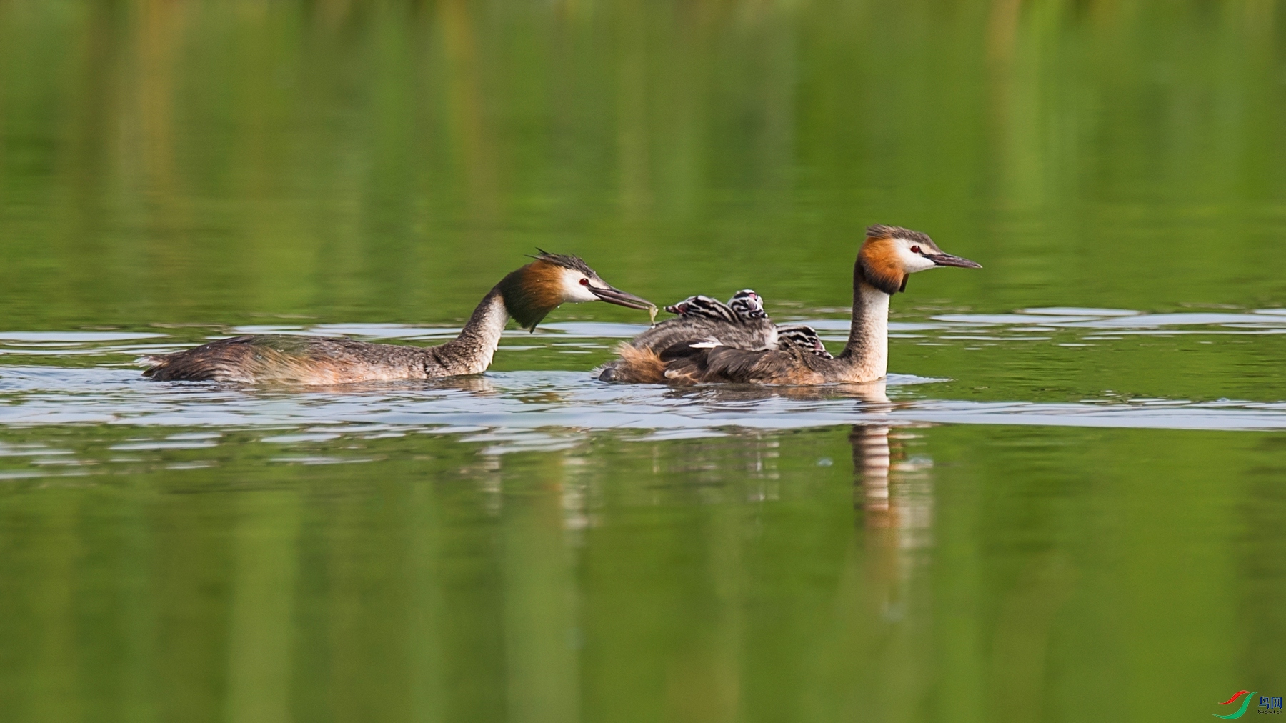 DSC_7528 - ����.jpg