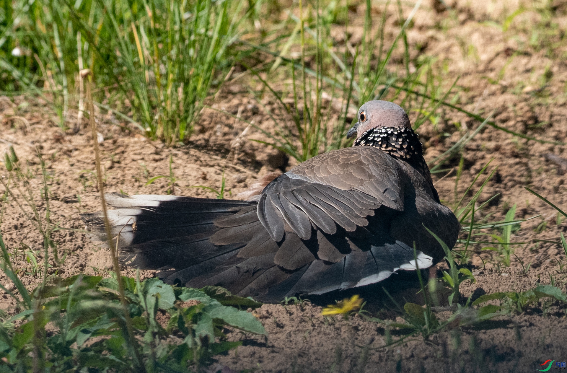 DSC_4776.jpg