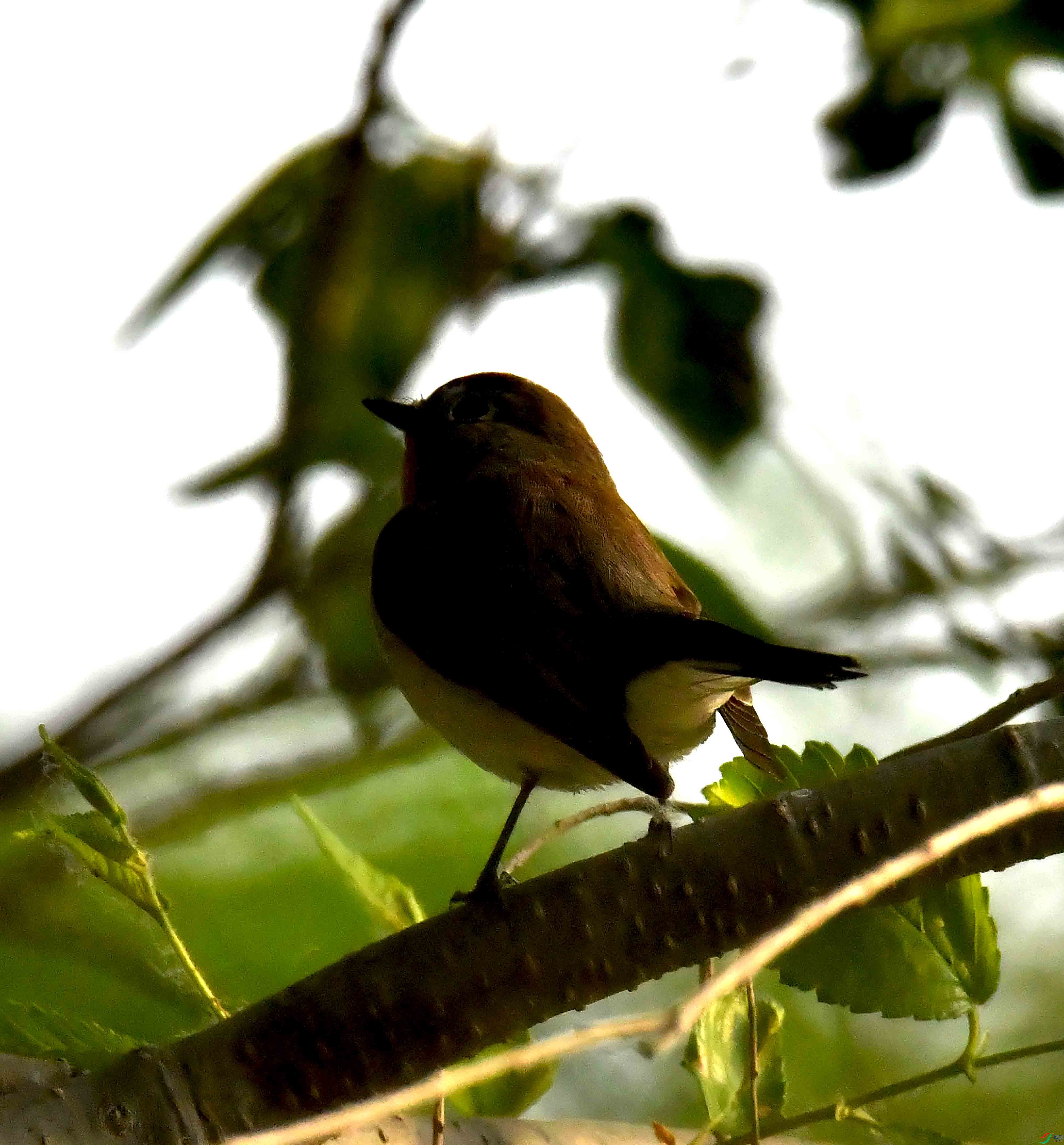 DSC_1110.JPG