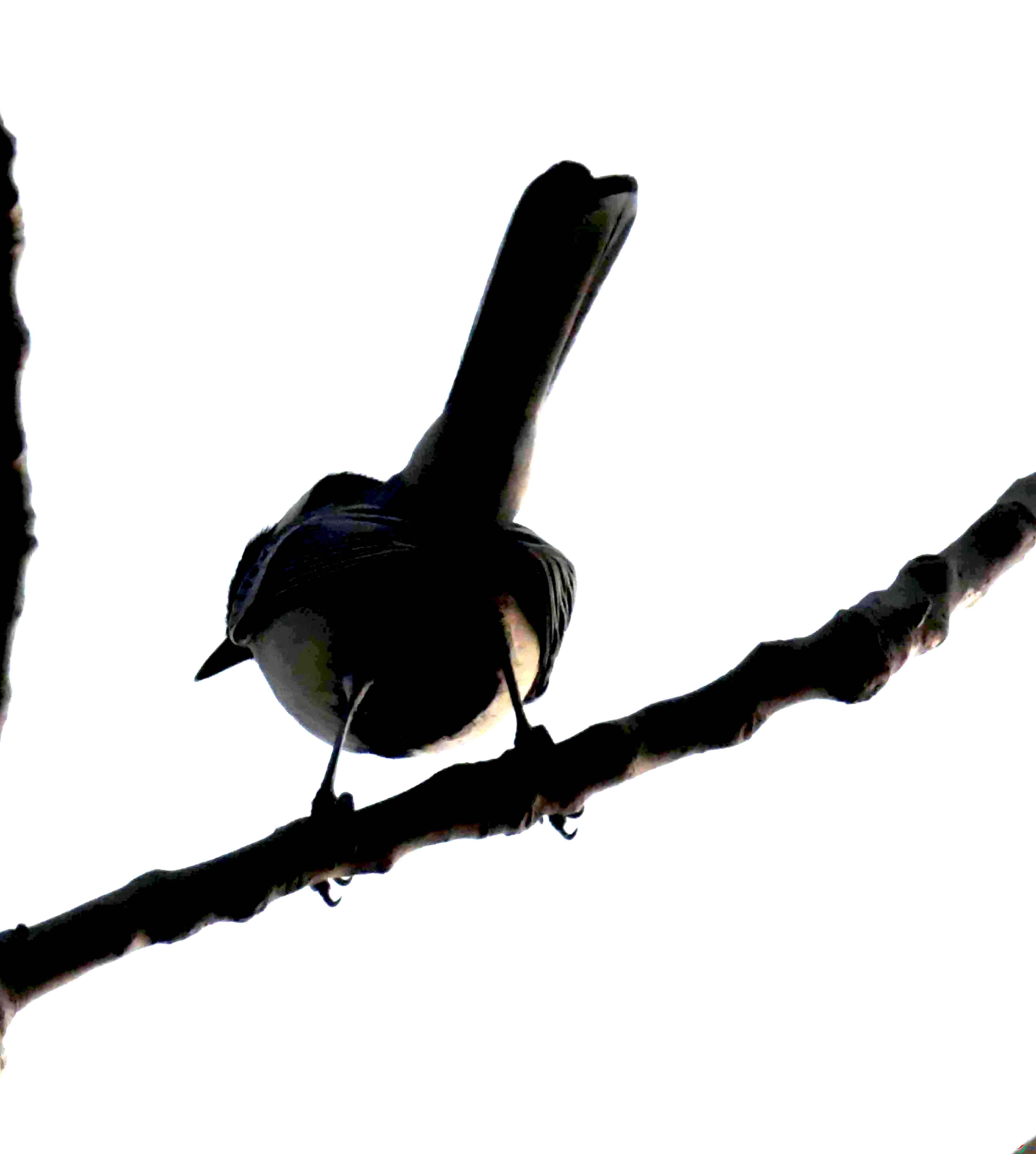DSC_1808.JPG