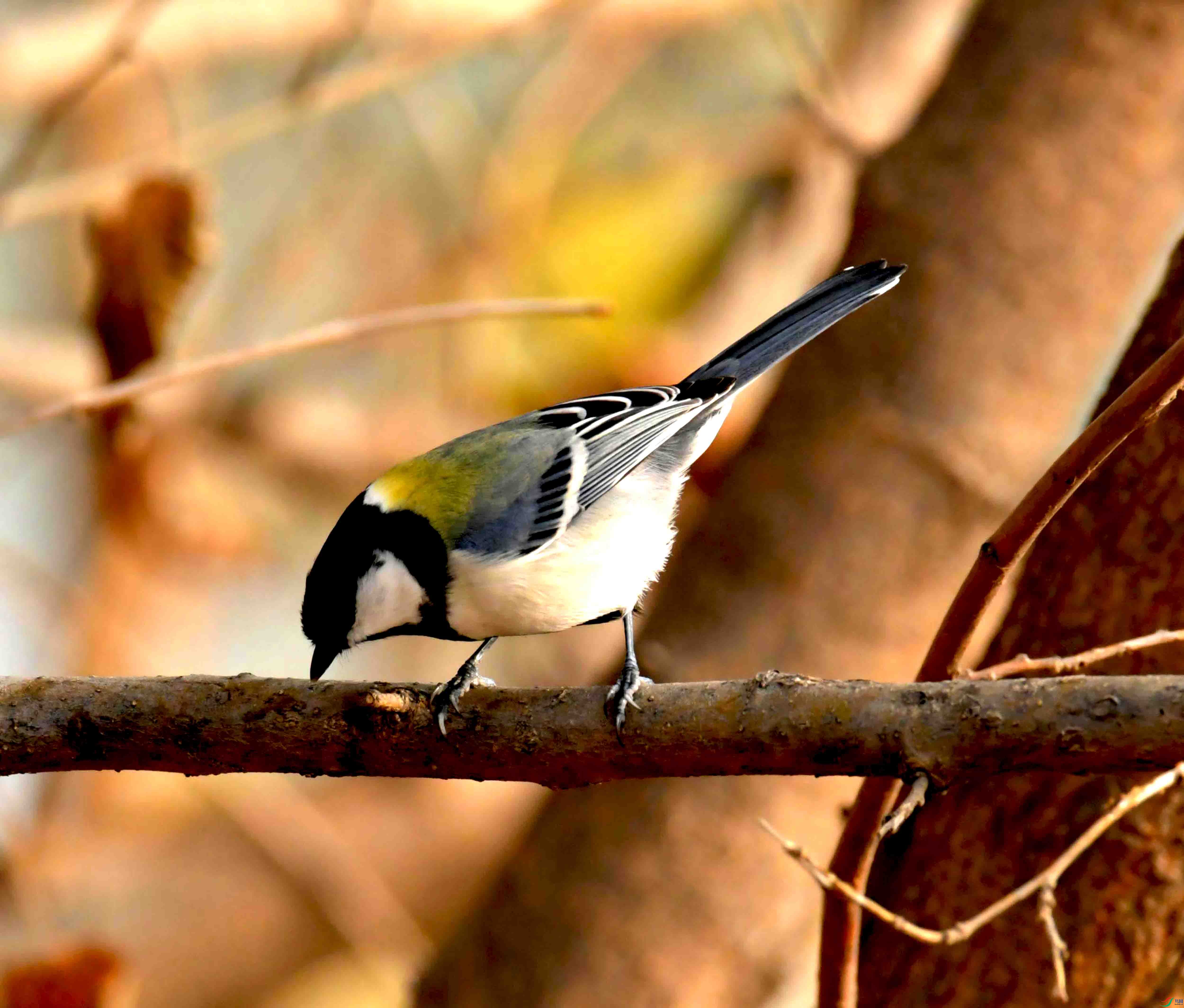 DSC_2008.JPG