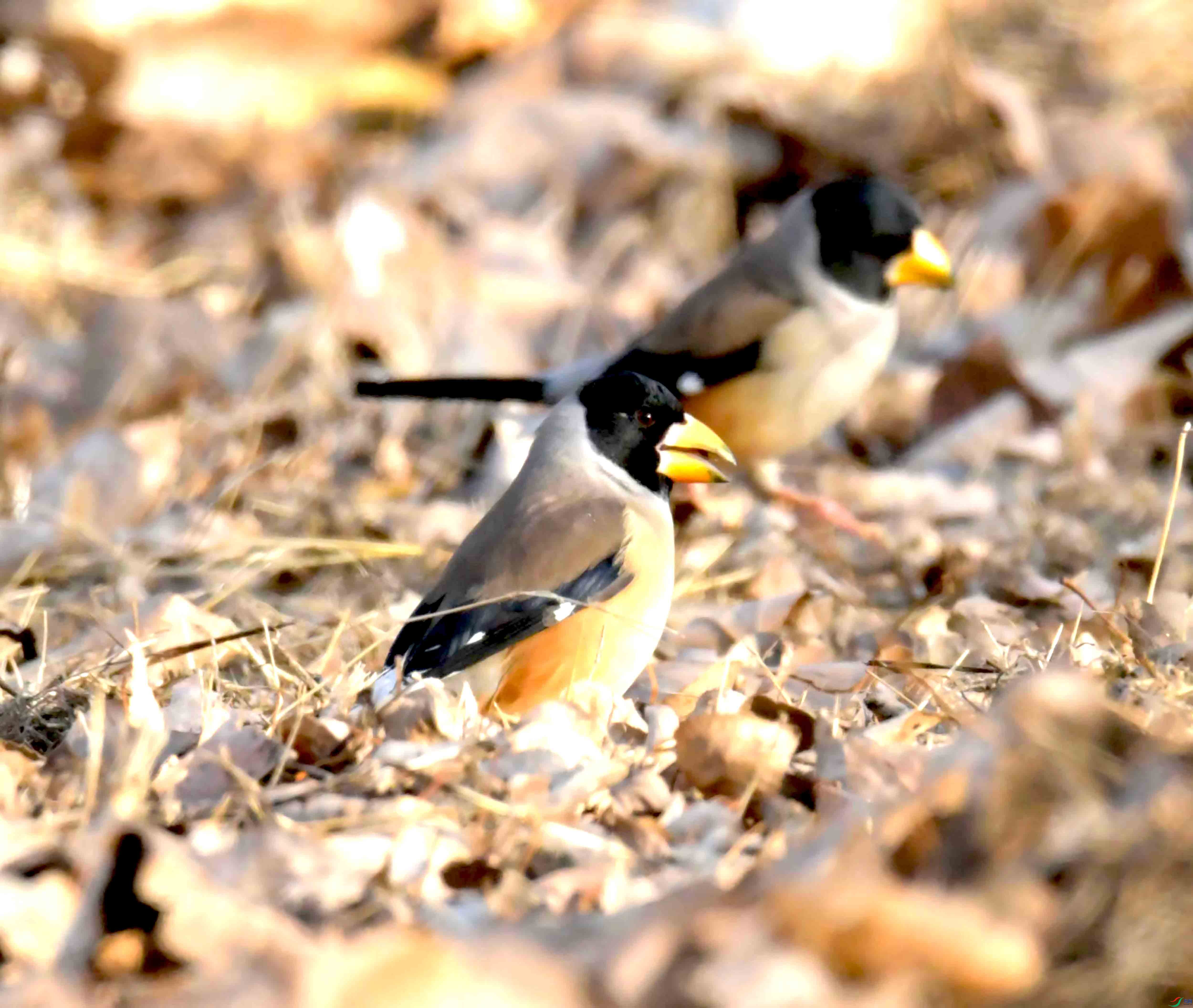DSC_1962.JPG