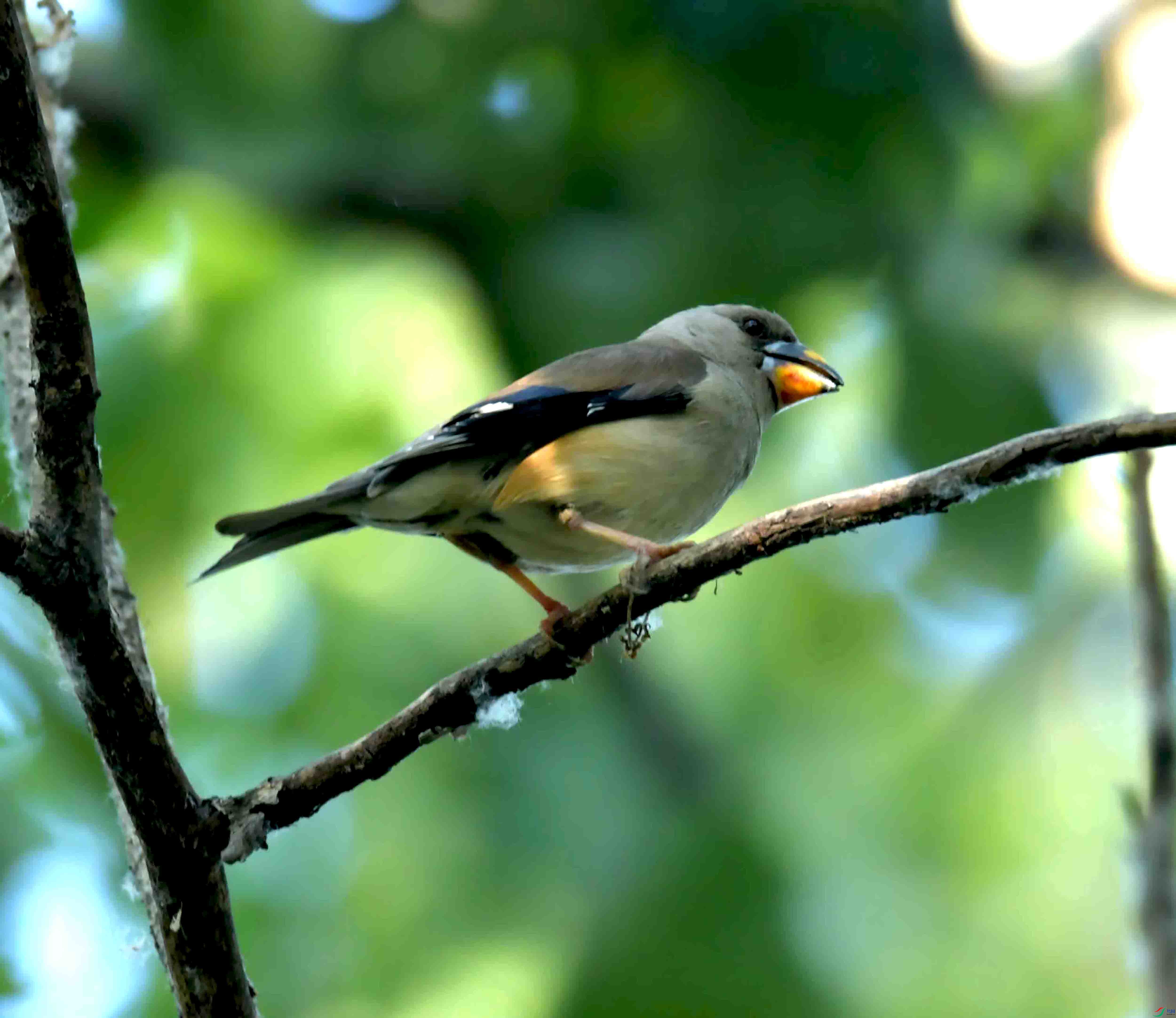 DSC_6624.JPG