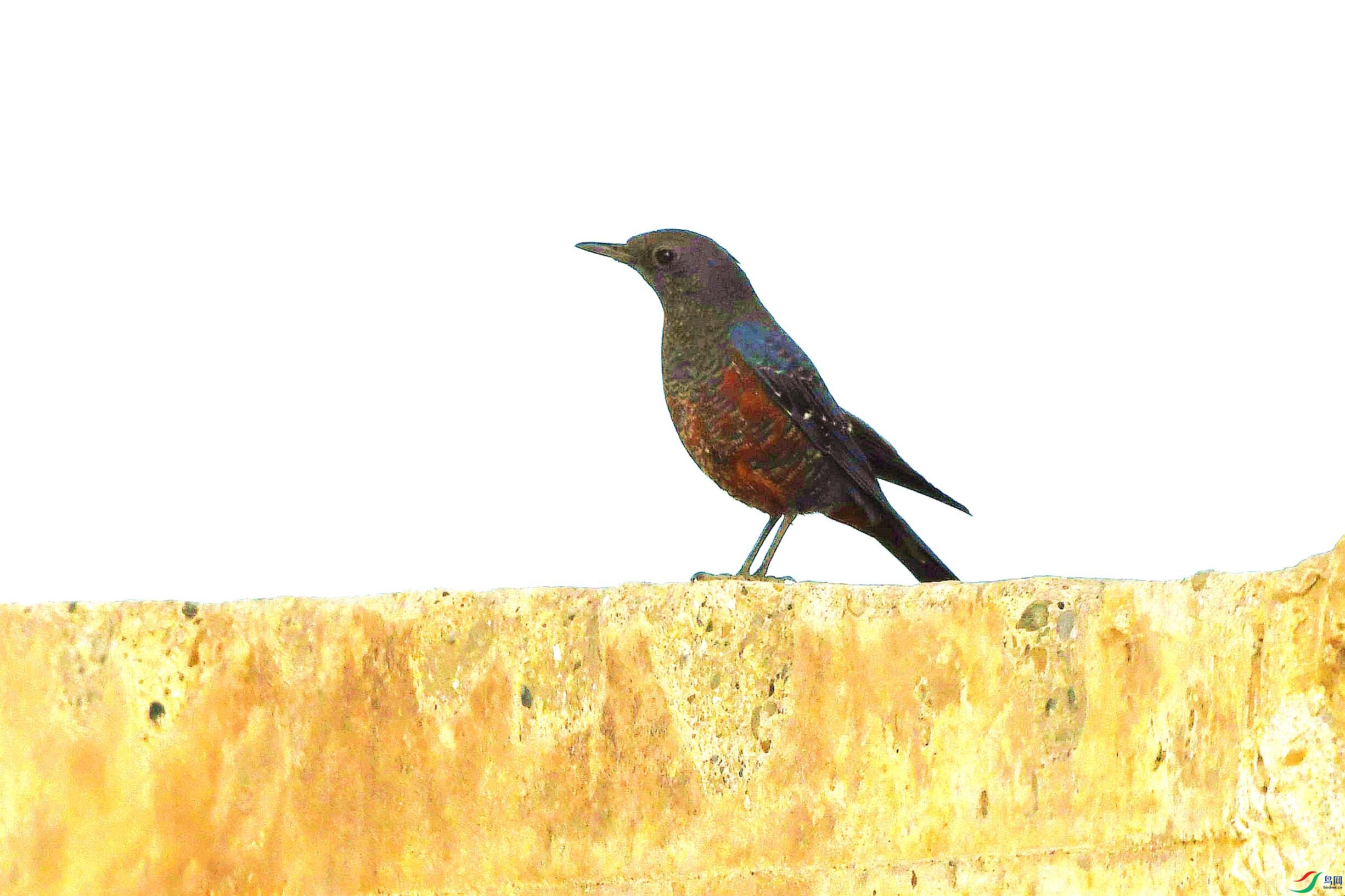 DSC_2042_����.jpg