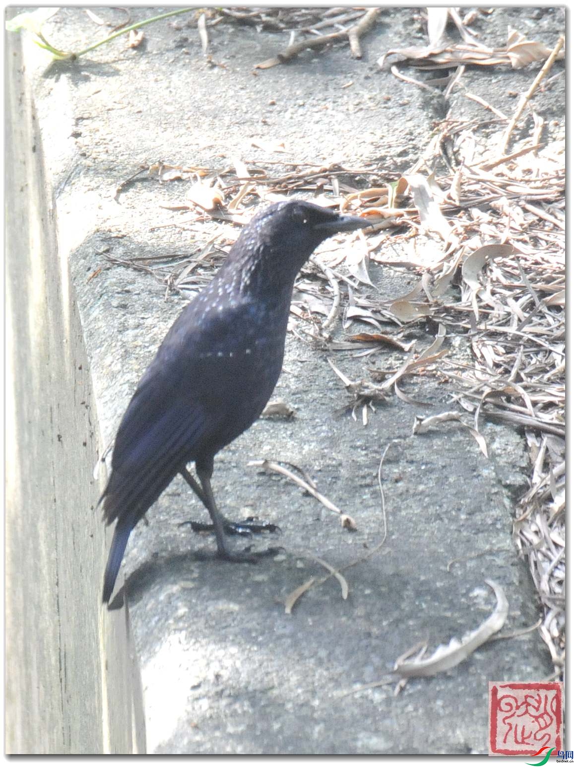 ��܊�ġ��{���X��ˮ��С����