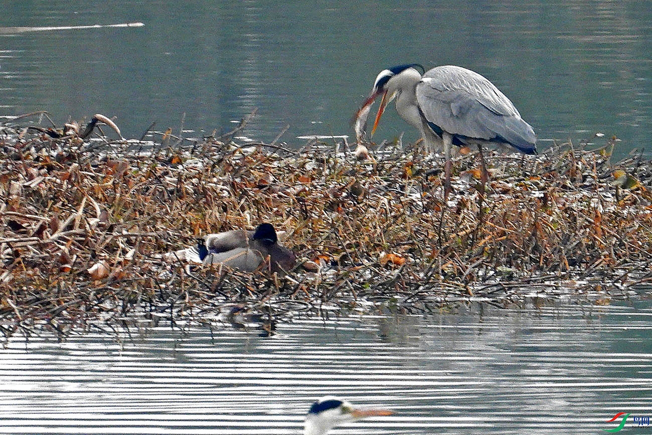 DSCN3906.jpg