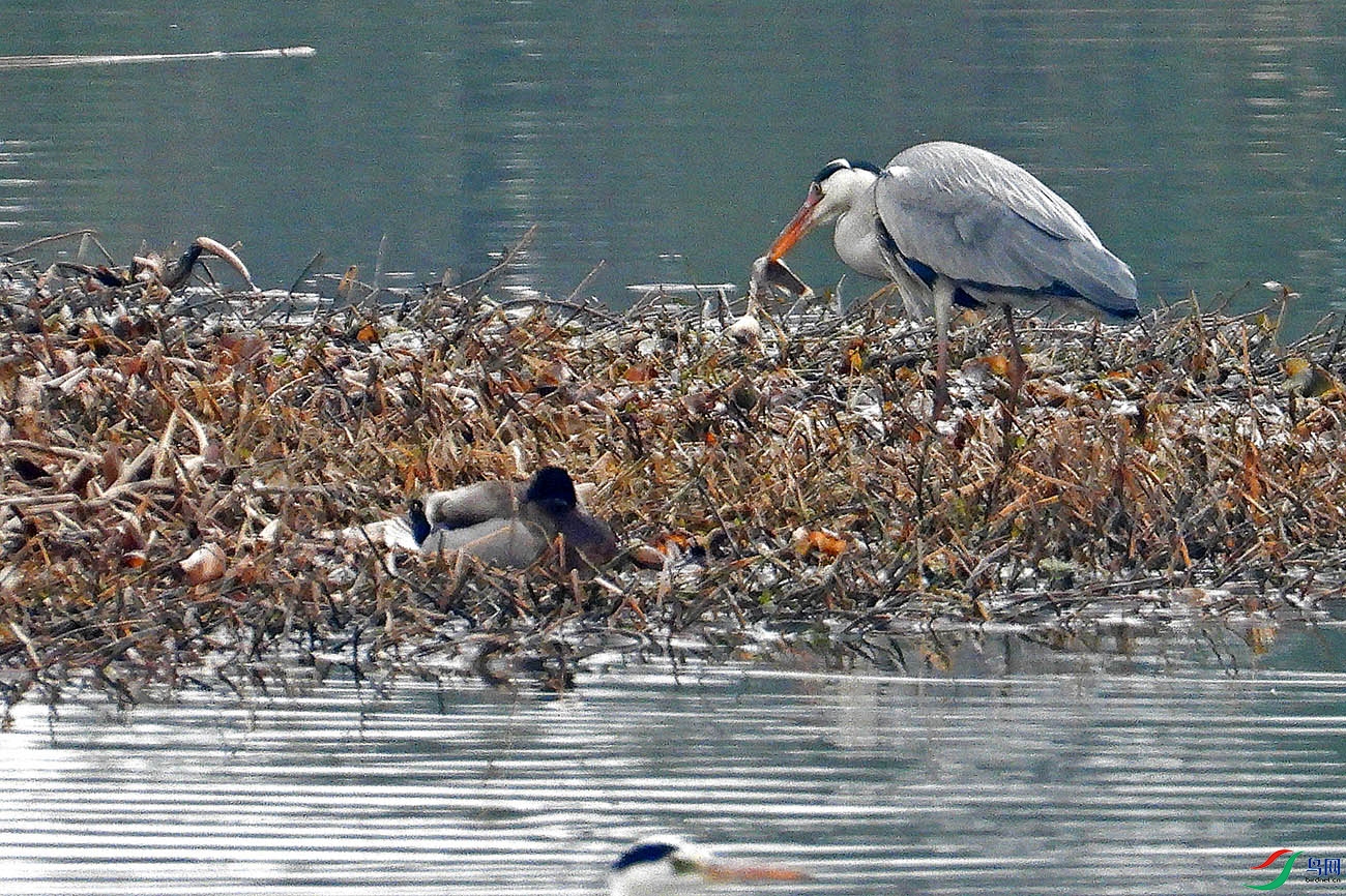 DSCN3903.jpg