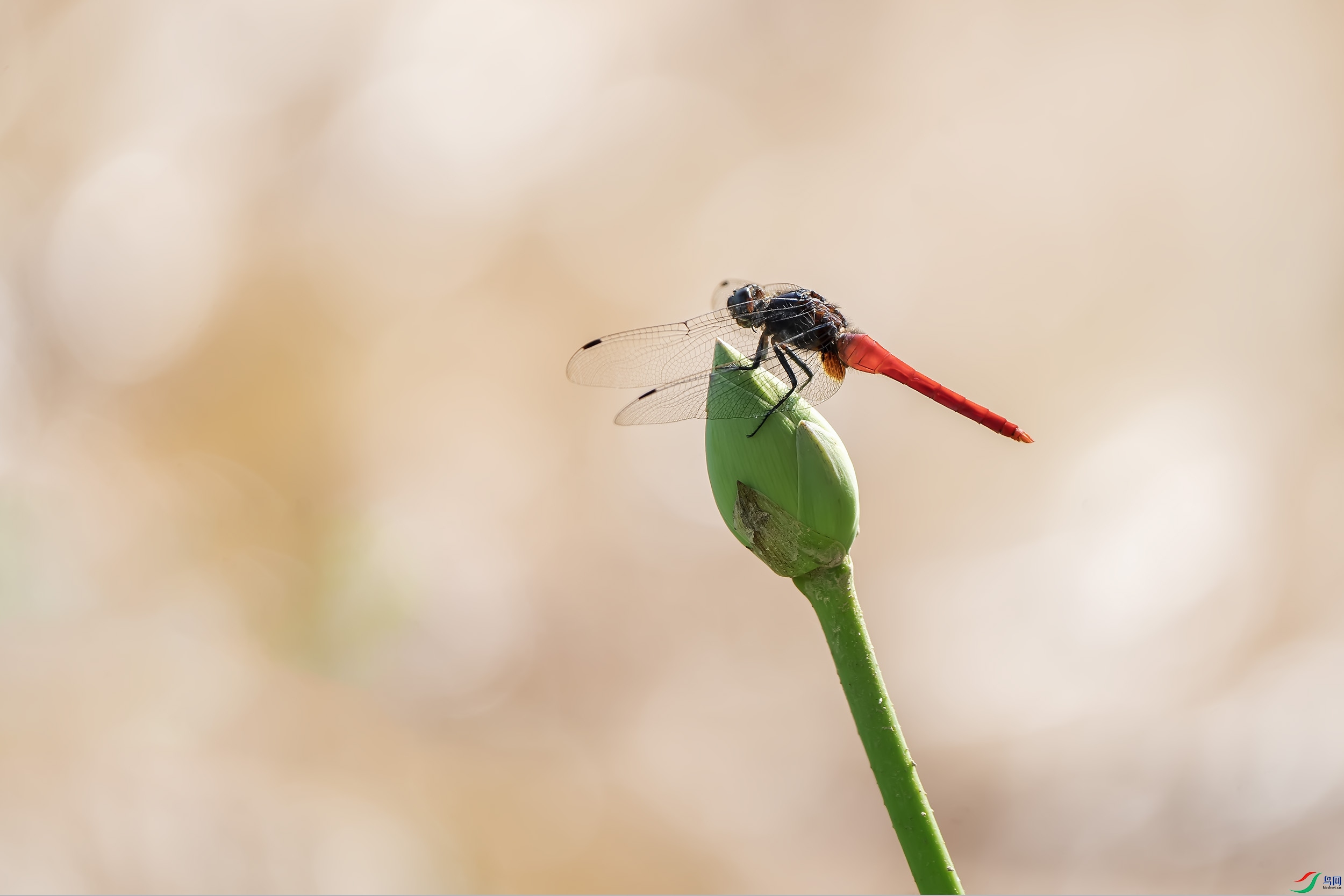 DSC00149 ����.jpg