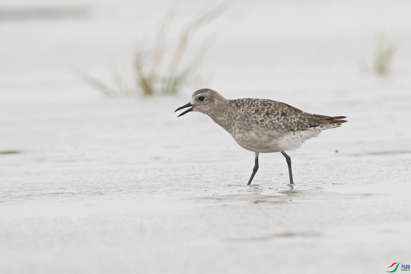 ���a �Ƿ�ֳ�� �� 0F4A7504.jpg