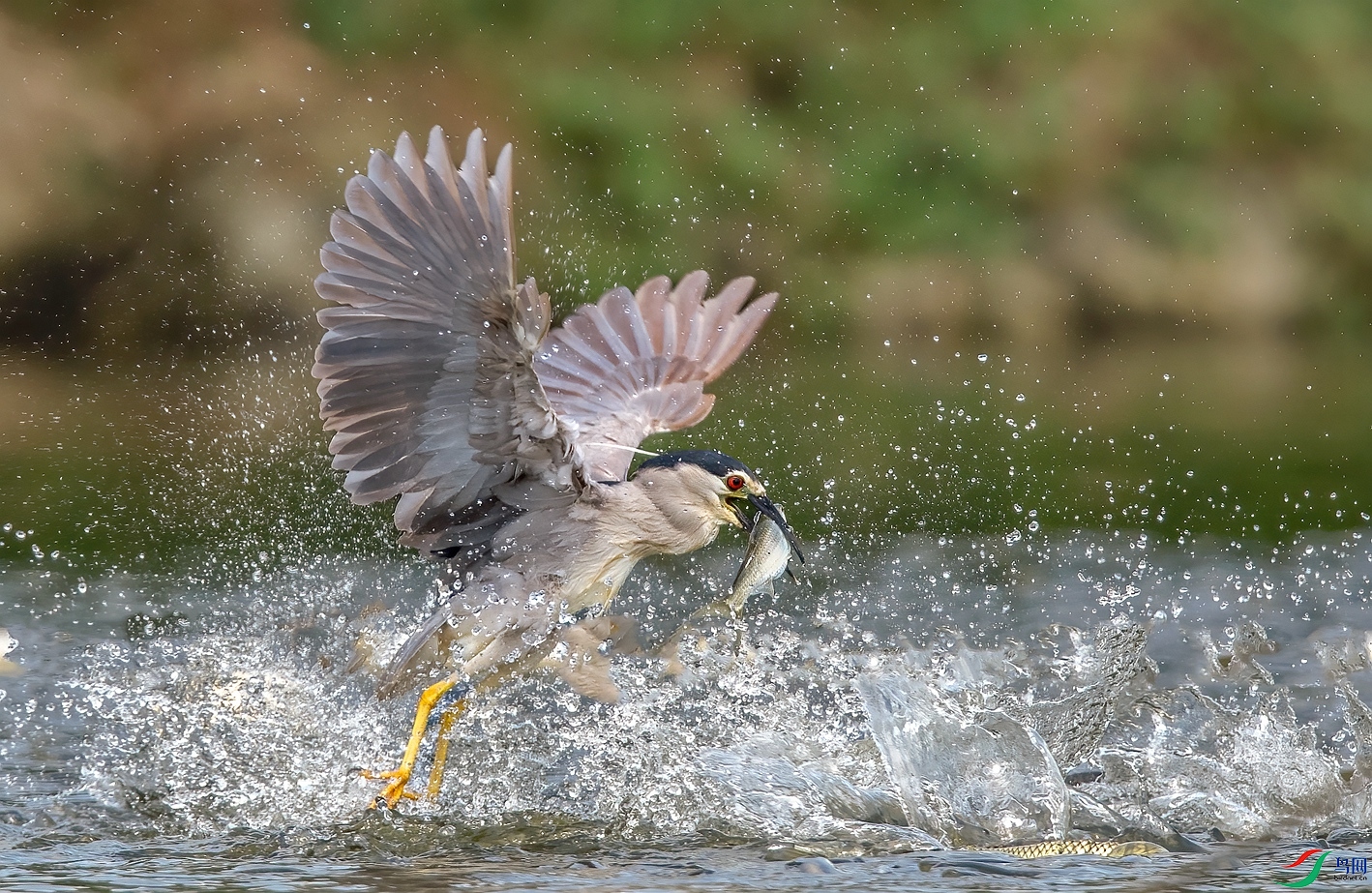 DSC_3974 ����_����.jpg