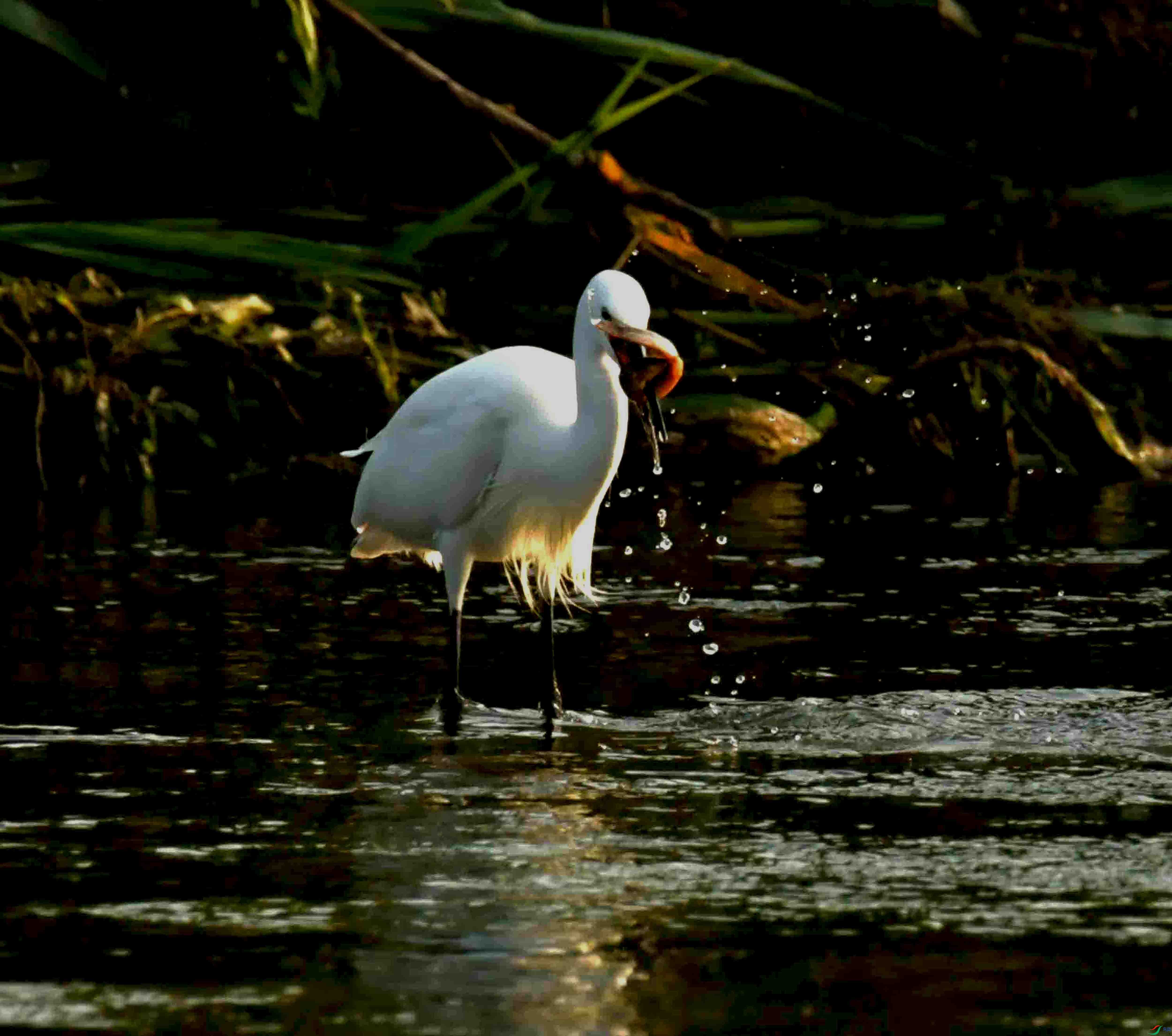 DSC_2932.JPG