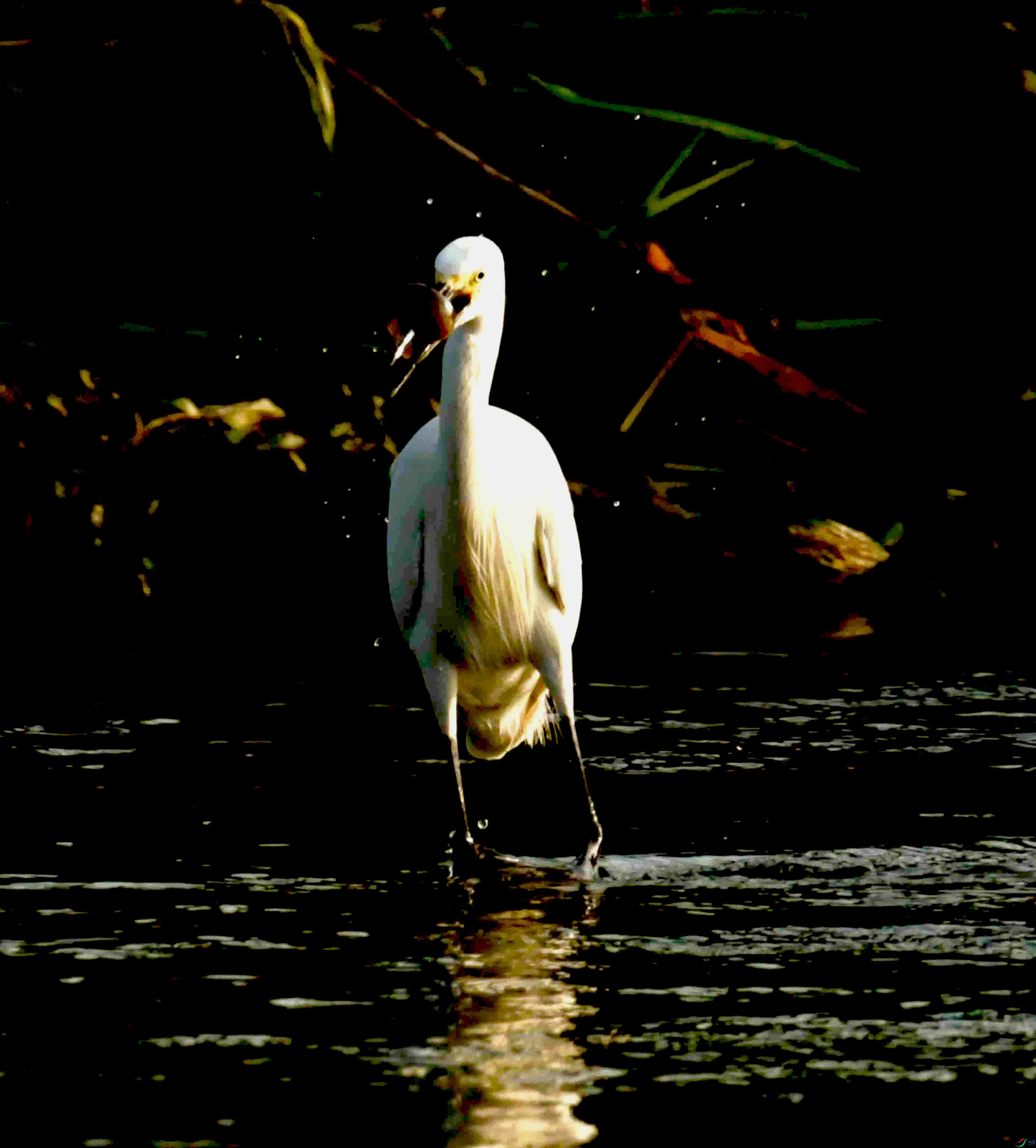 DSC_2938.JPG