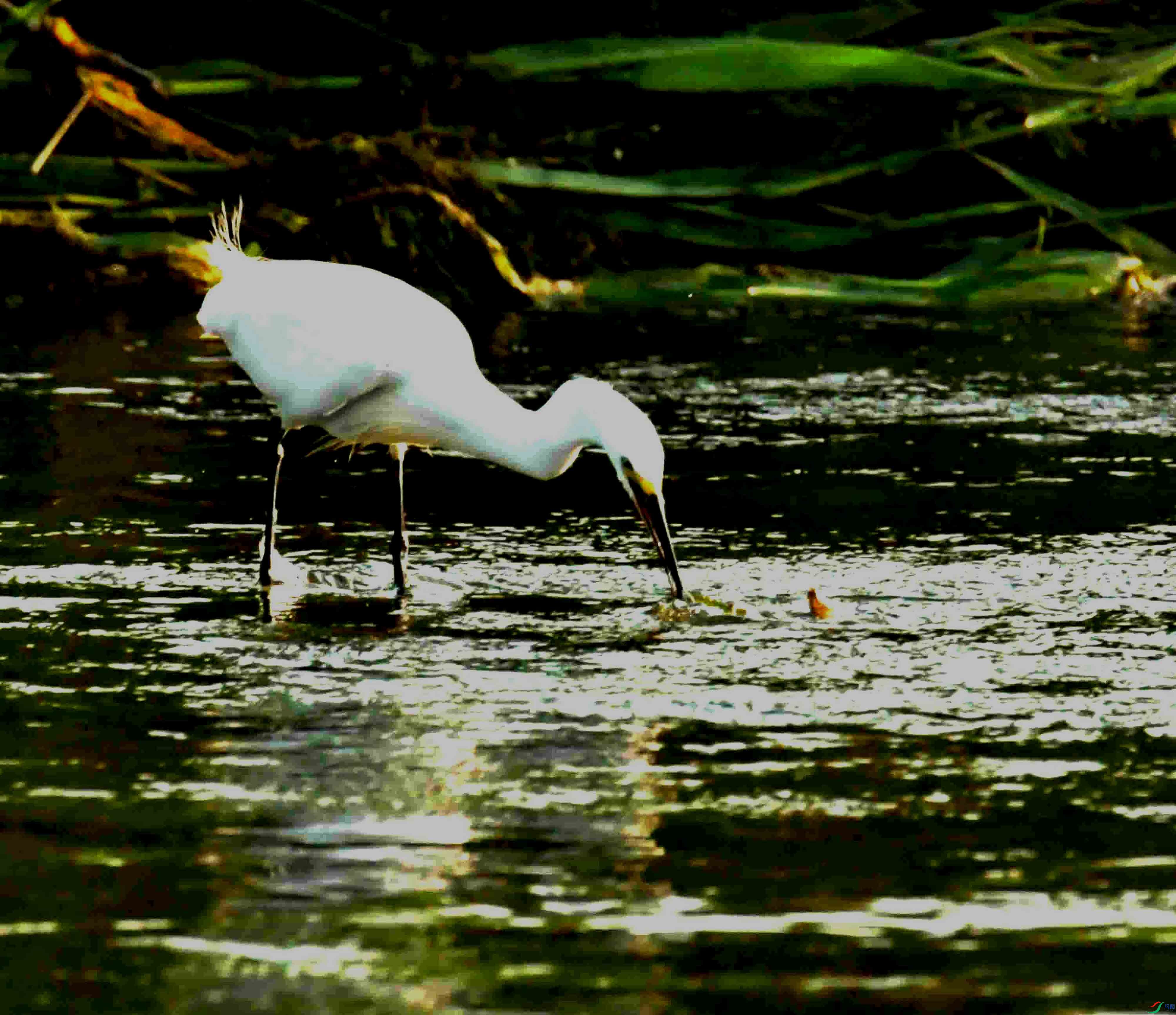 DSC_2960.JPG