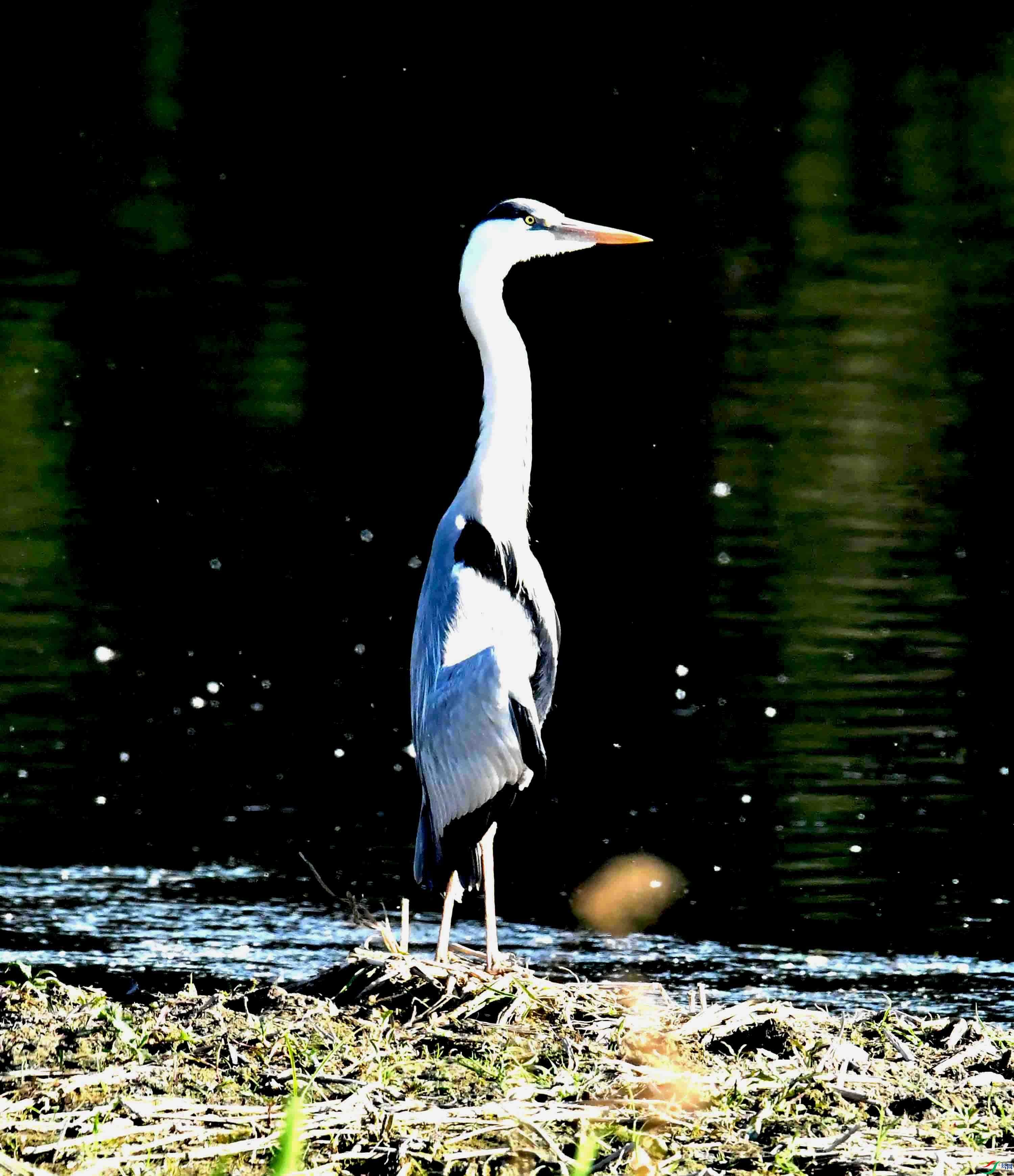 DSC_0564.JPG
