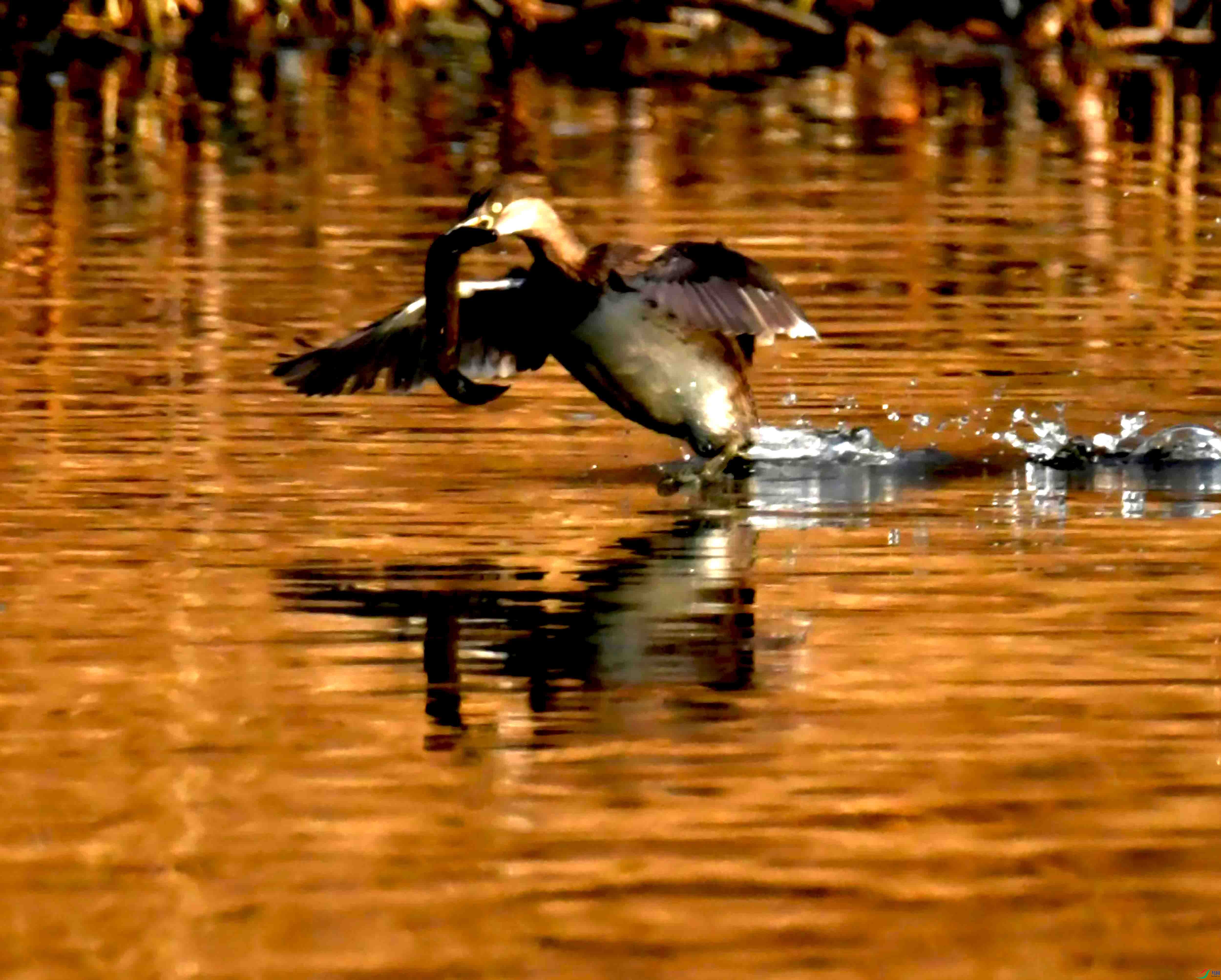DSC_3366.JPG