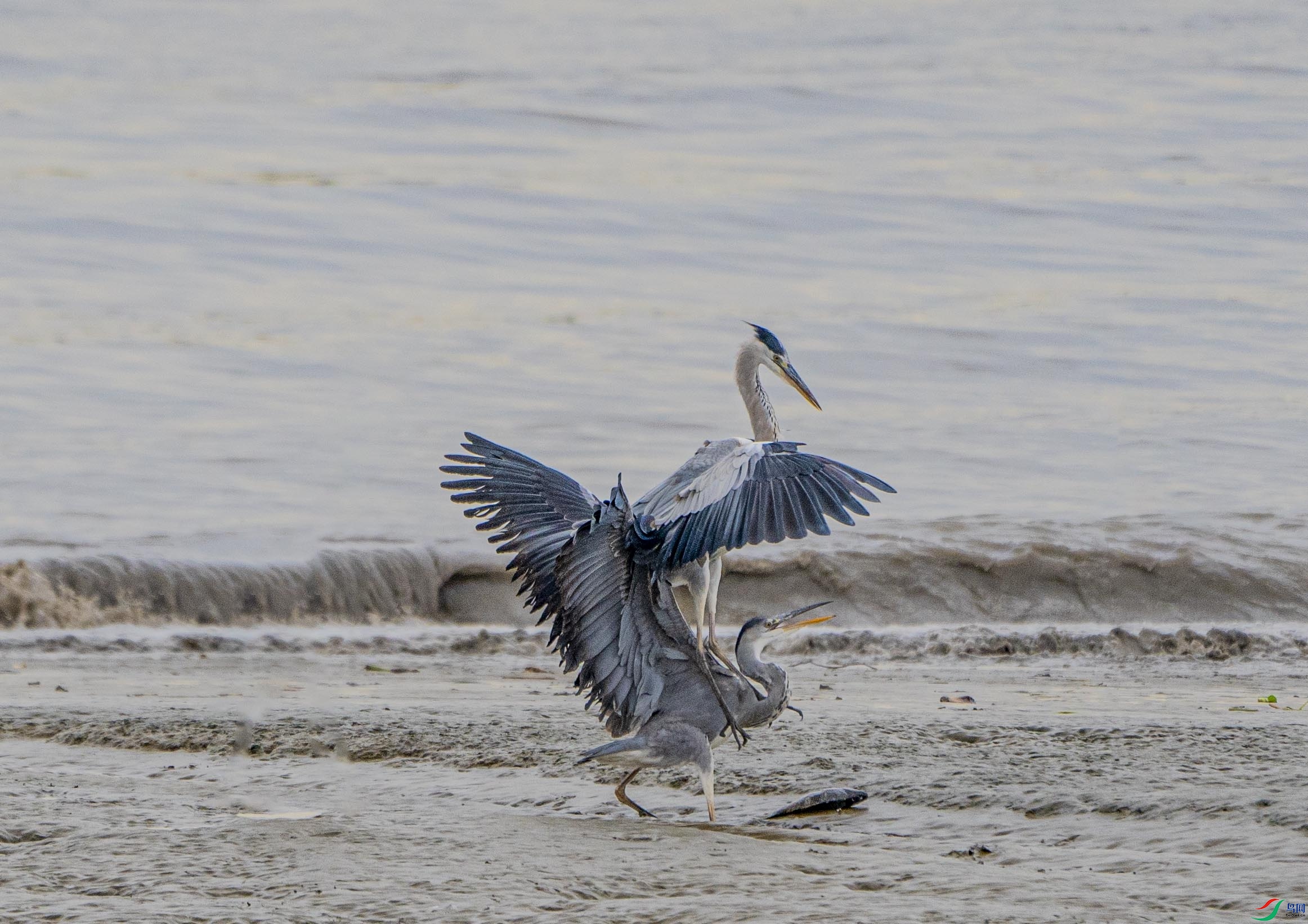 _DSC1196-.jpg