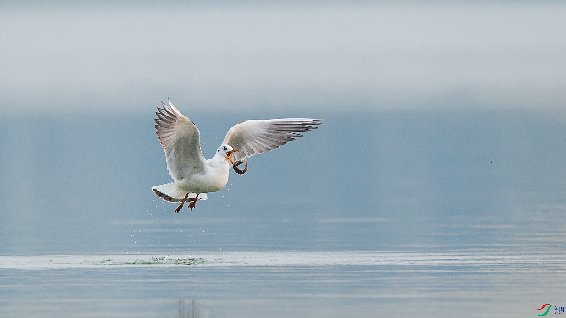 DSC_4992 - ����.jpg