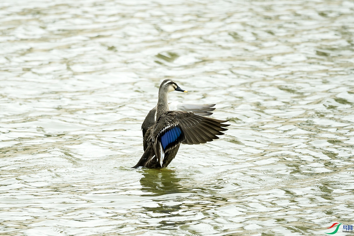 _DSC9798.jpg