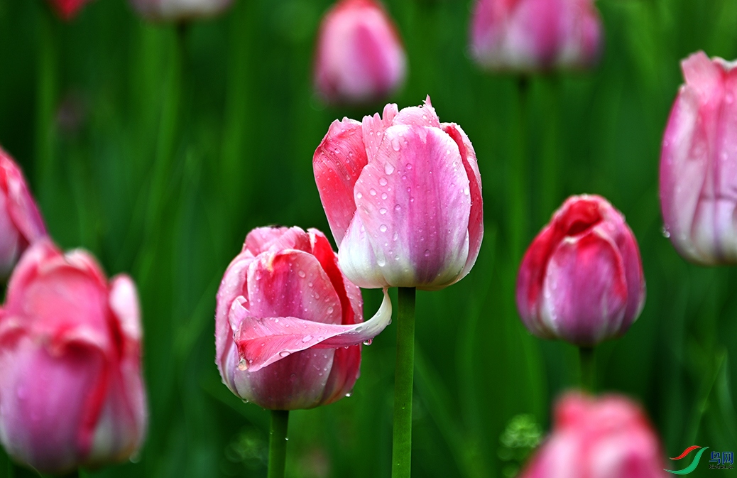 DSC_7825AM.jpg