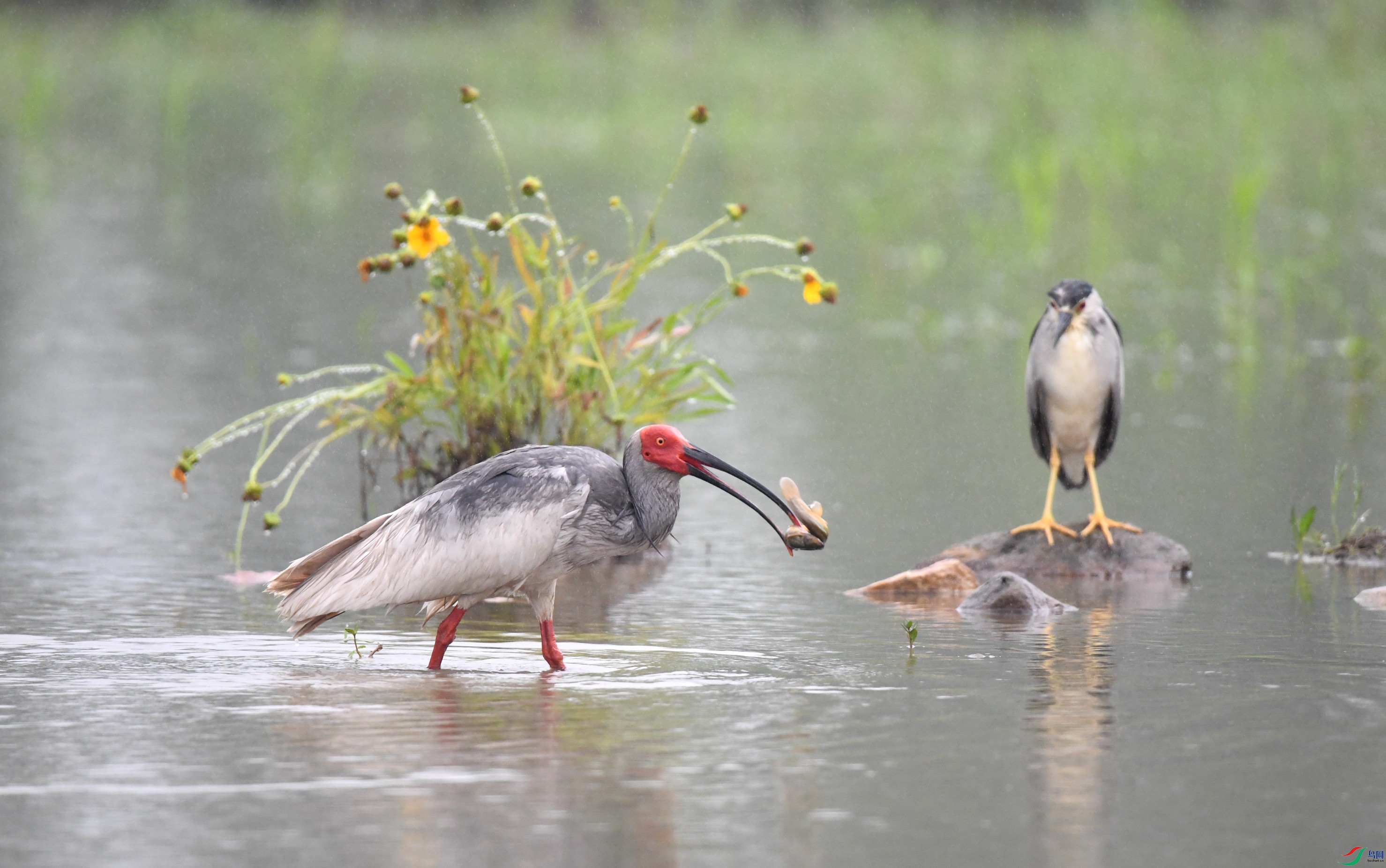 ���q ��կ.JPG