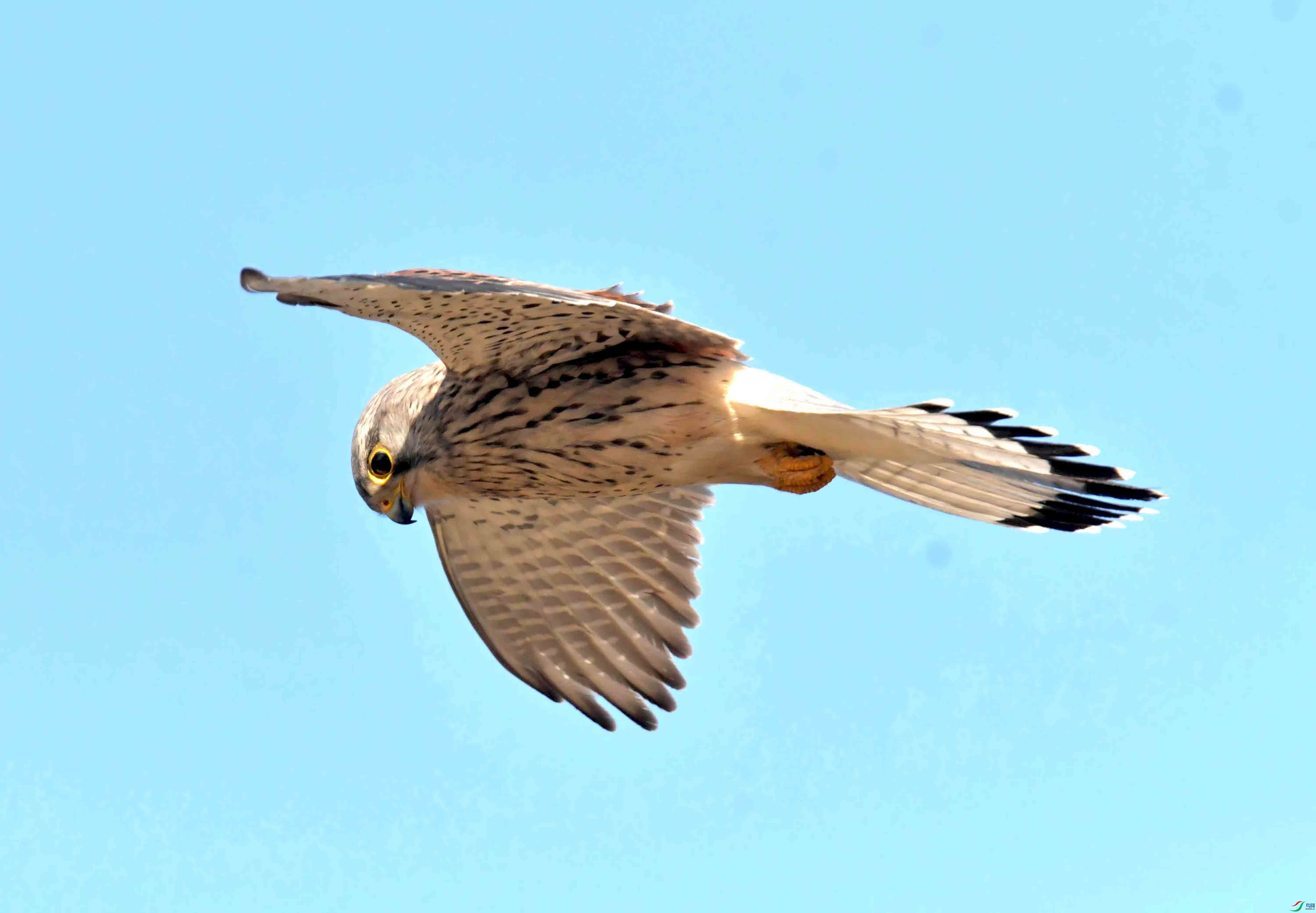 DSC_2797.JPG