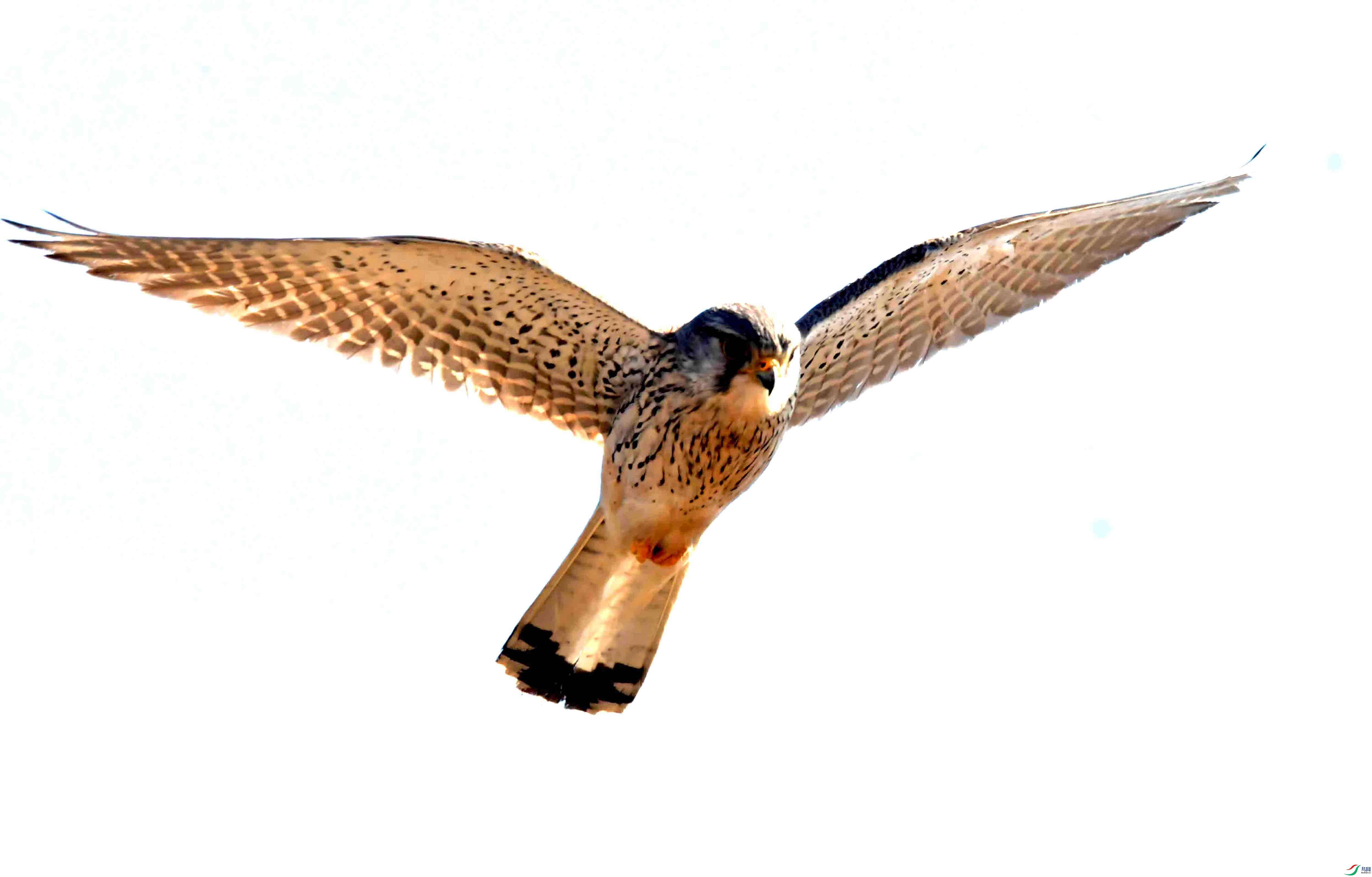 DSC_2786.JPG