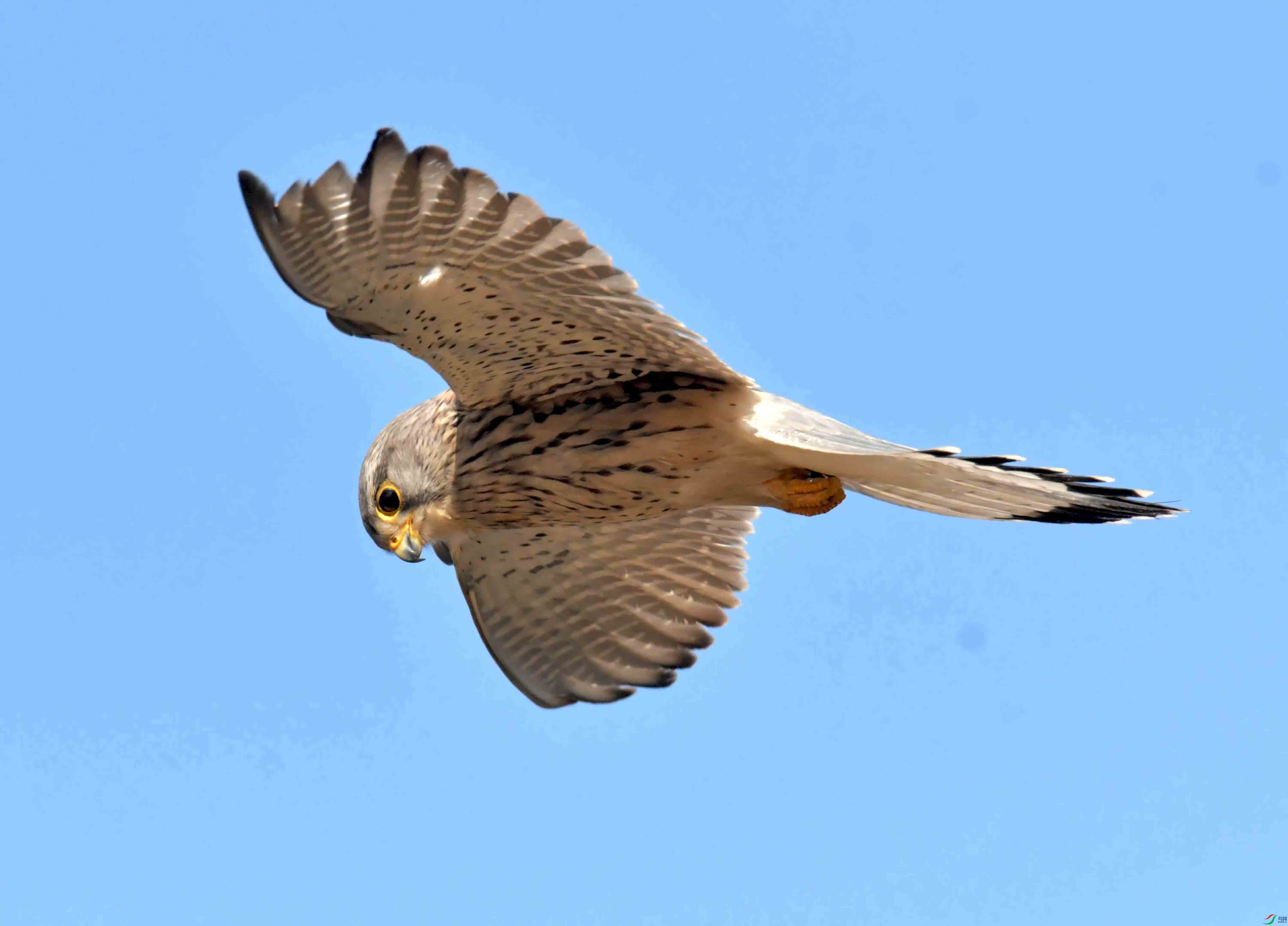 DSC_2798.JPG