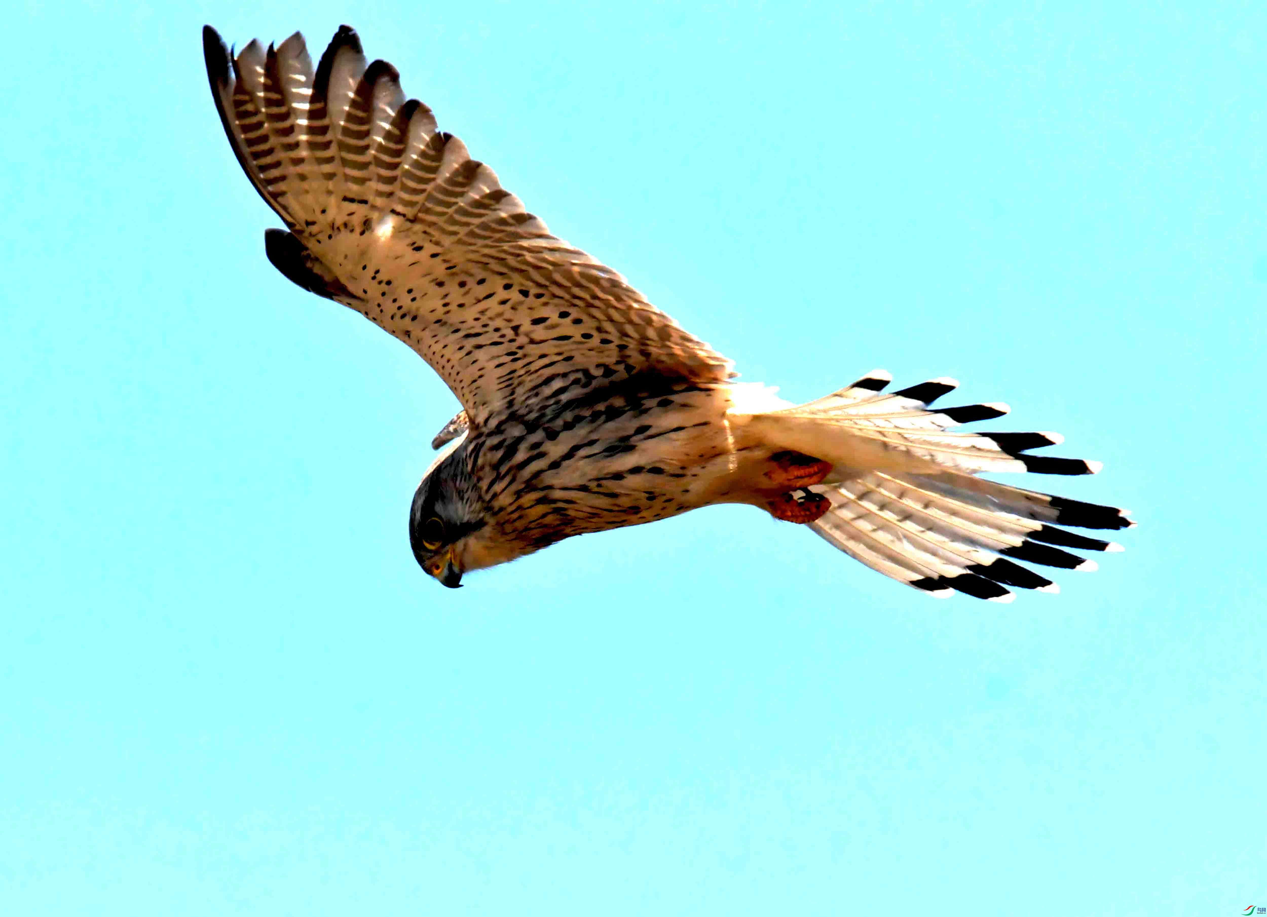 DSC_2799.JPG
