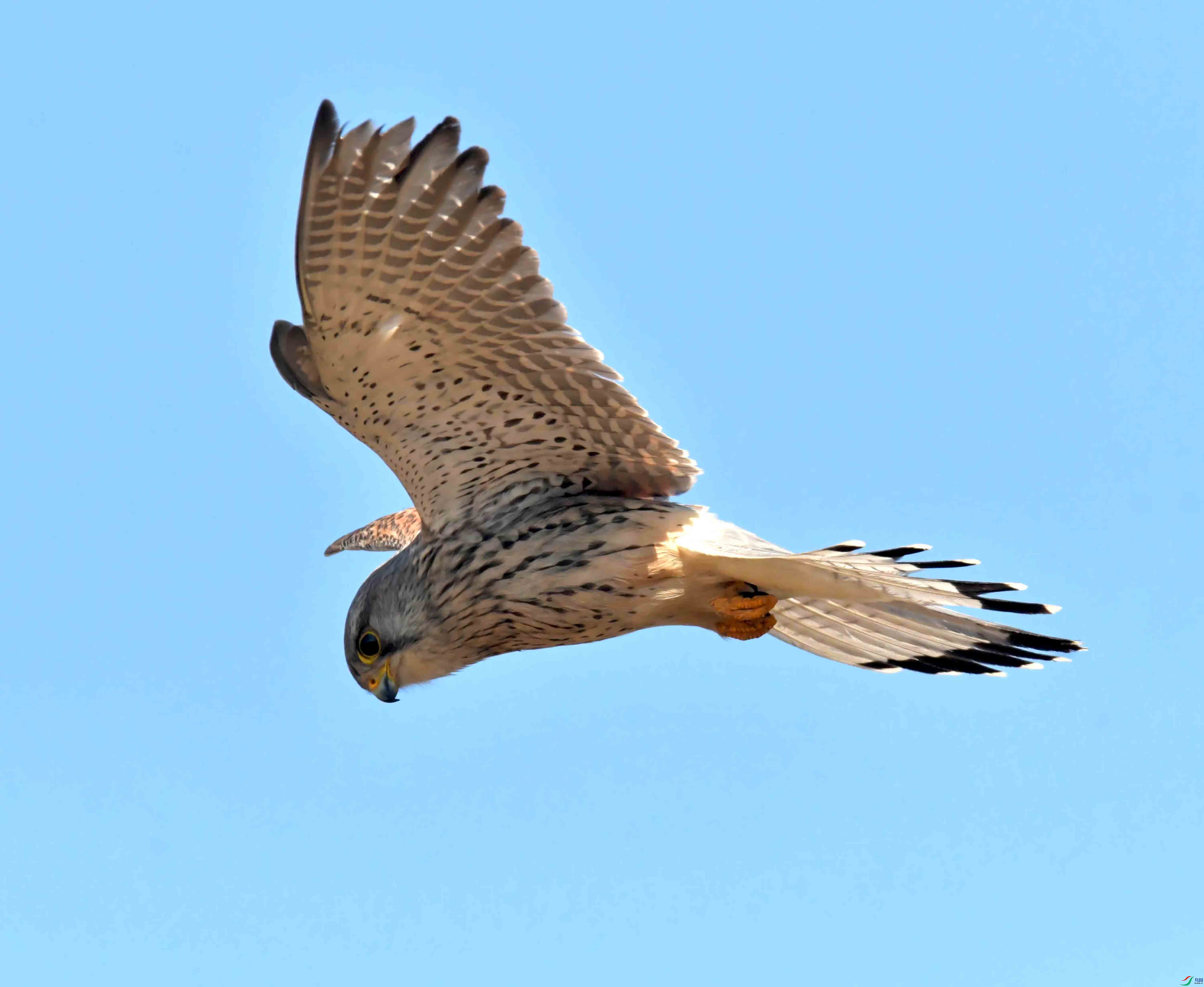 DSC_2802.JPG