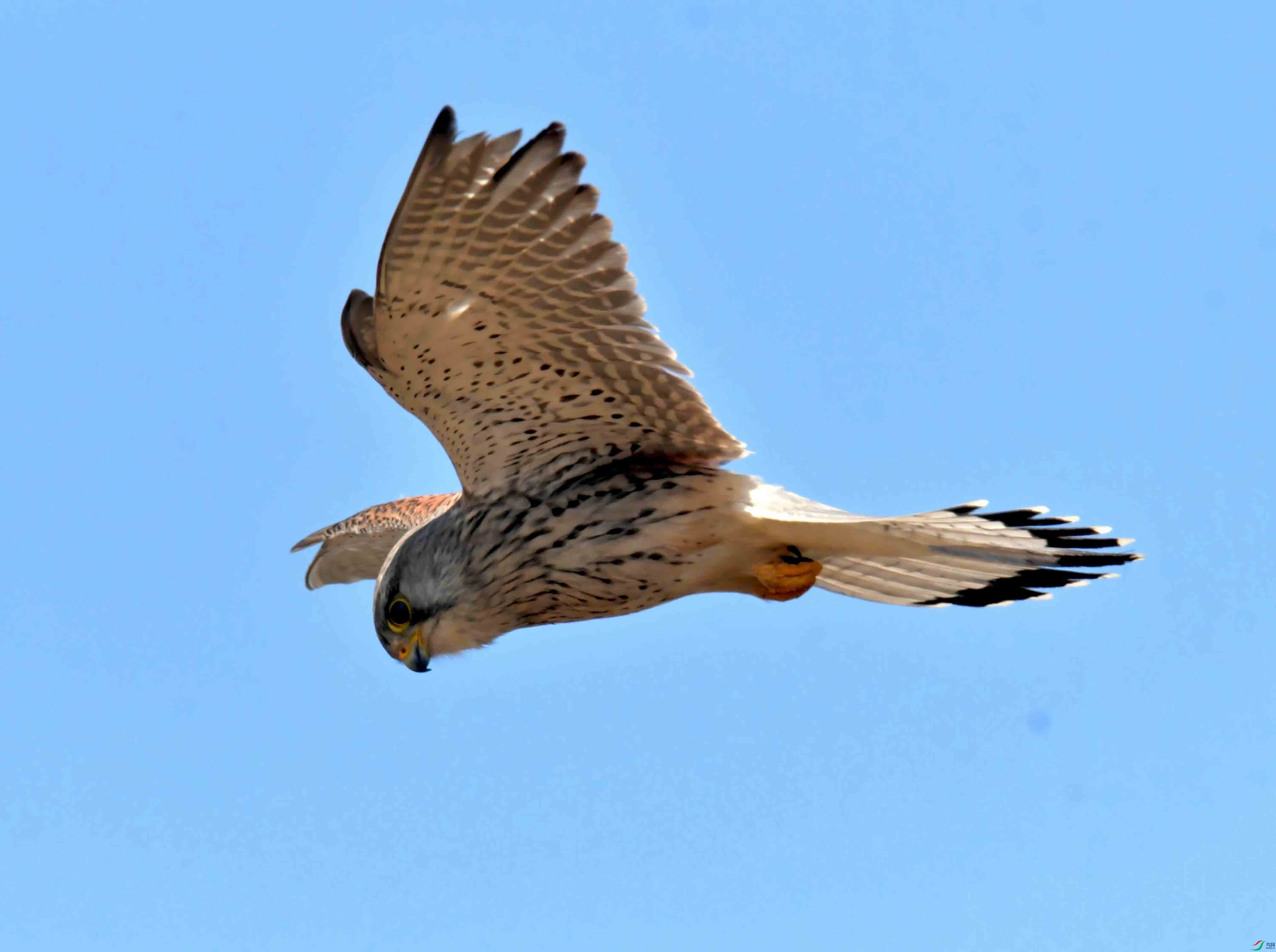 DSC_2807.JPG