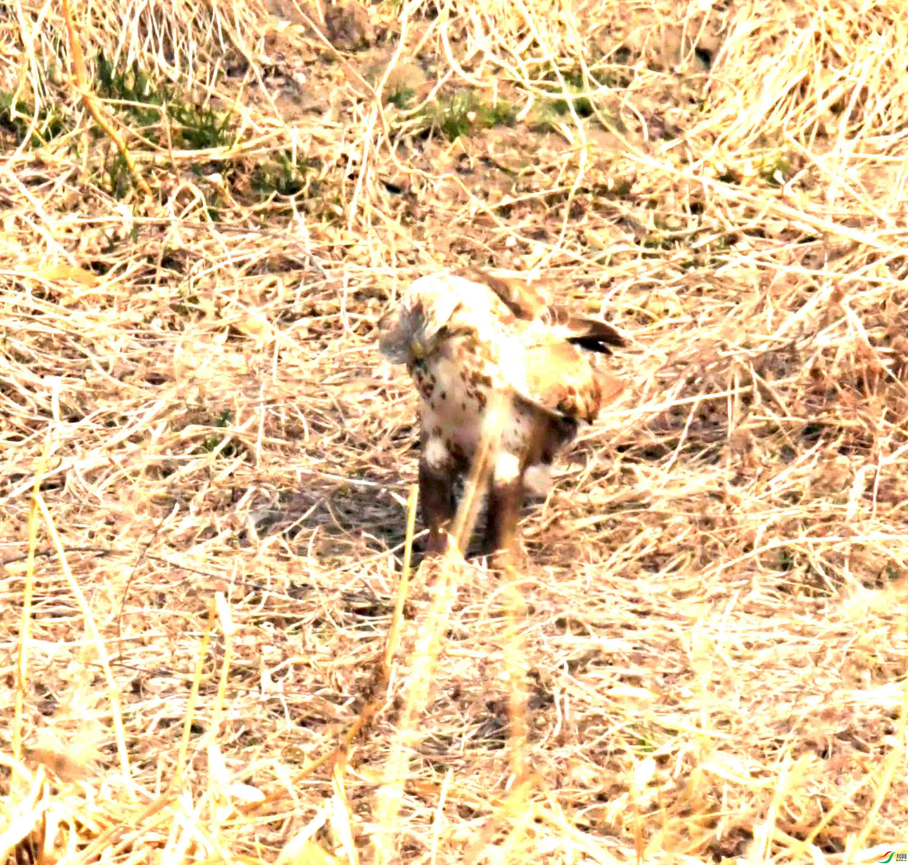 DSC_2186.JPG