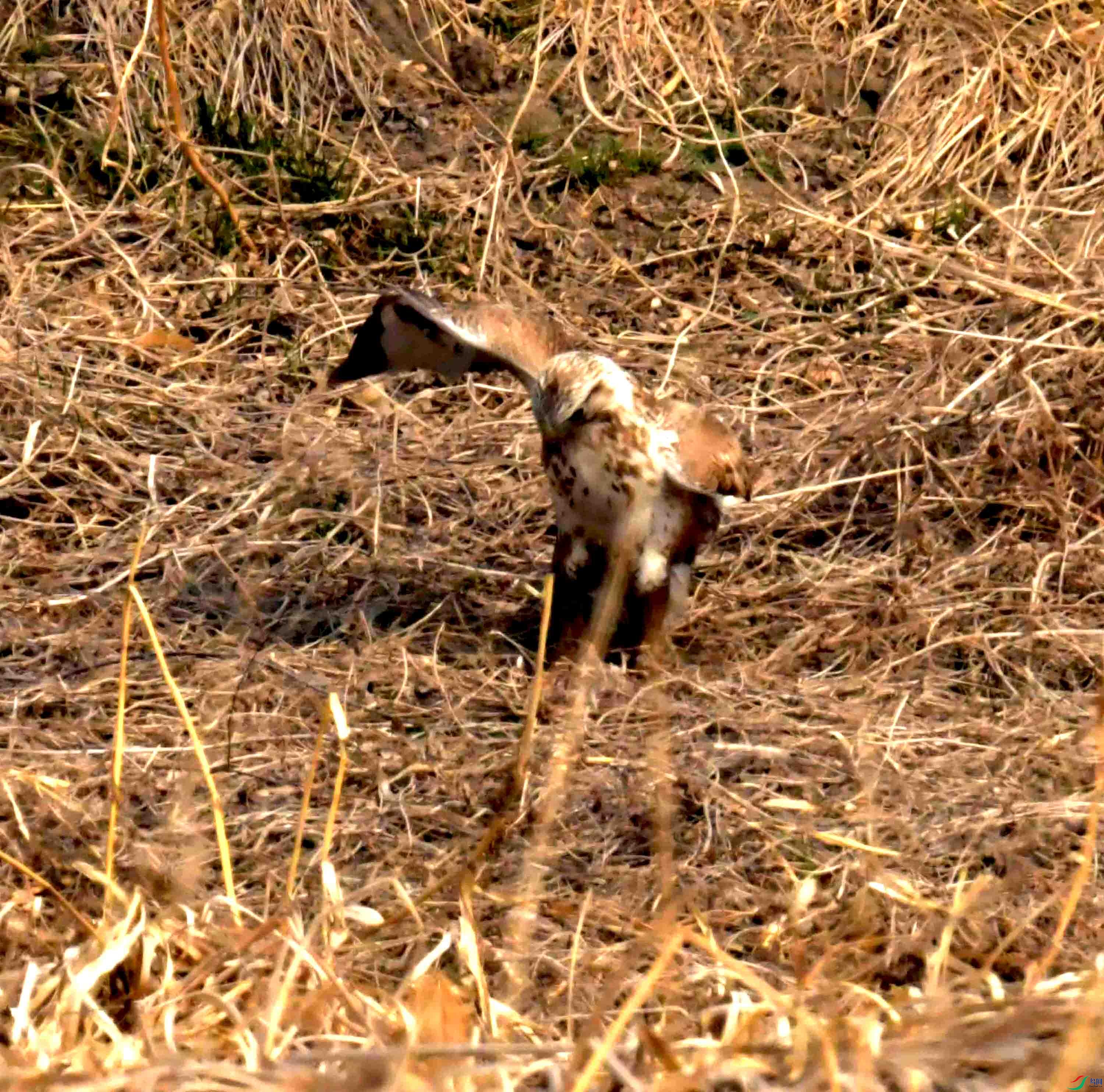 DSC_2185.JPG