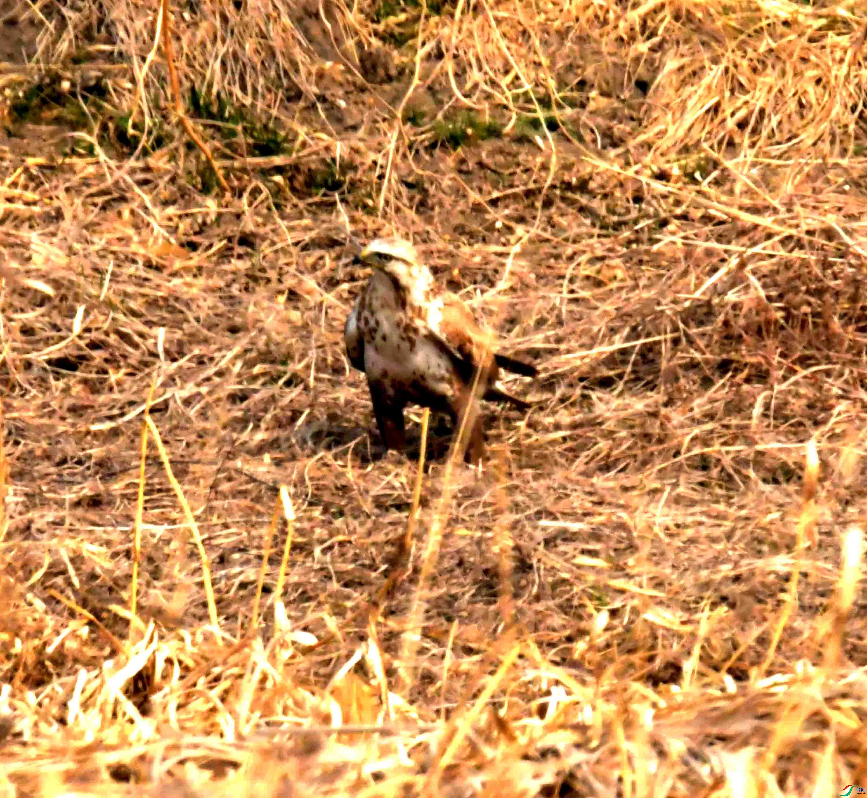 DSC_2198.JPG